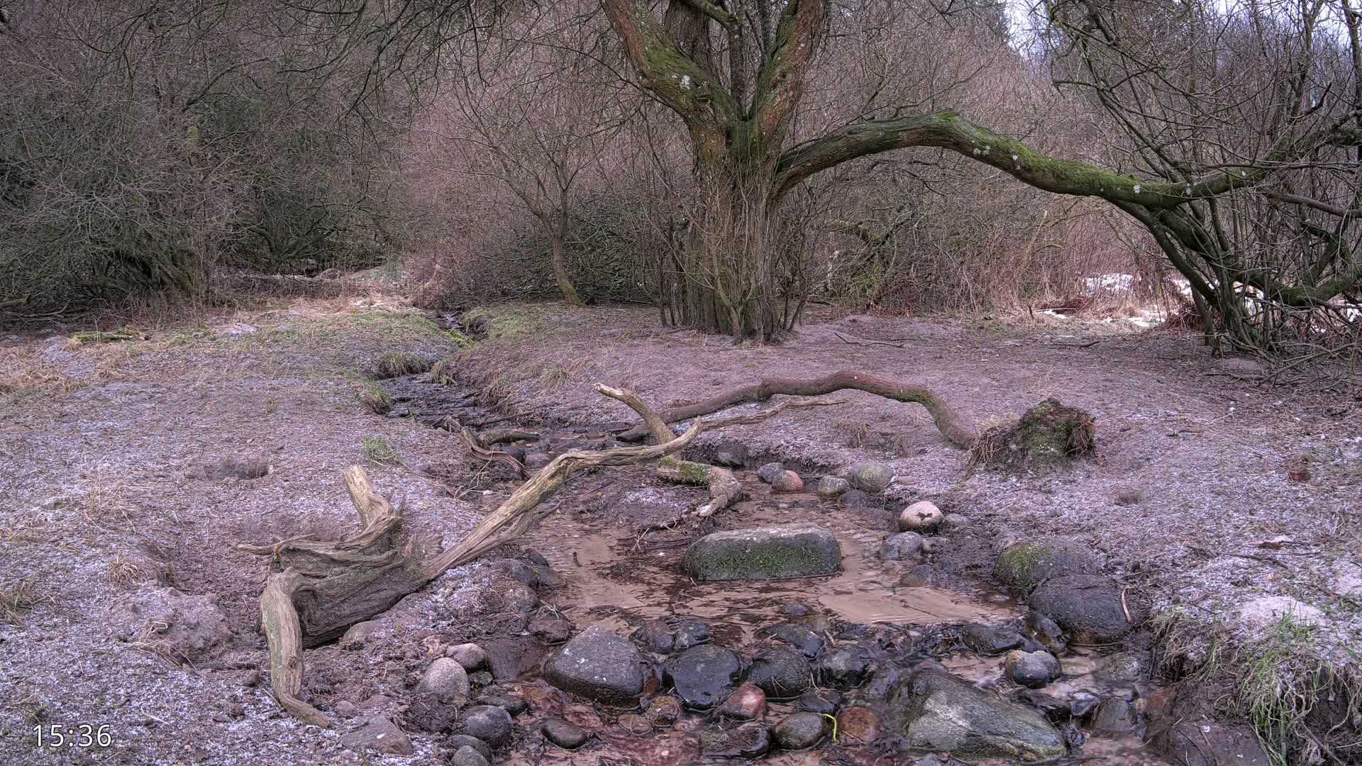Dronninglund, Wildlife In The Forest Live Cam - Dronninglund, Bronderslev, Nordjylland(North Denmark), Denmark