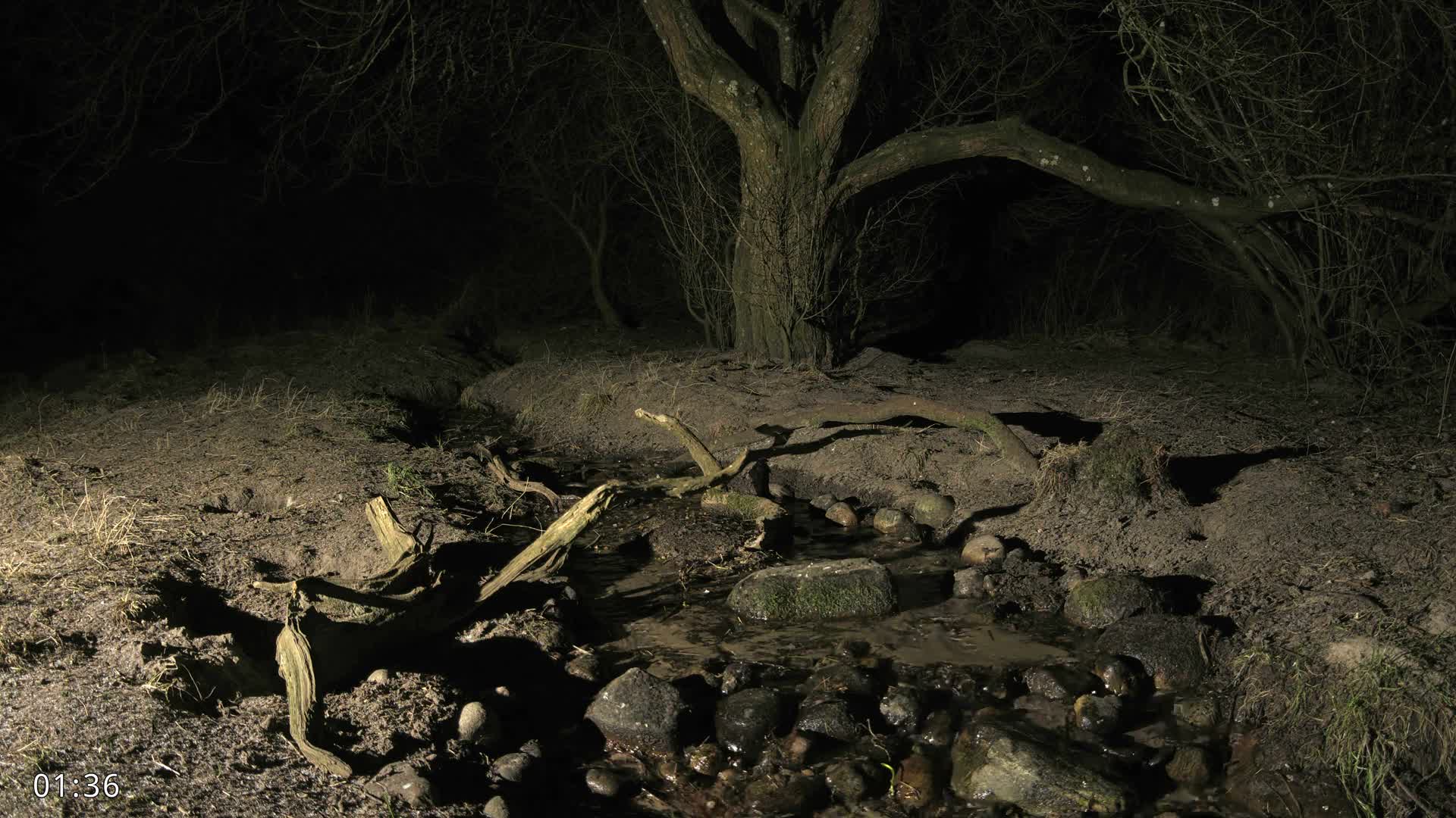 Dronninglund, Wildlife In The Forest Live Cam - Dronninglund, Bronderslev, Nordjylland(North Denmark), Denmark