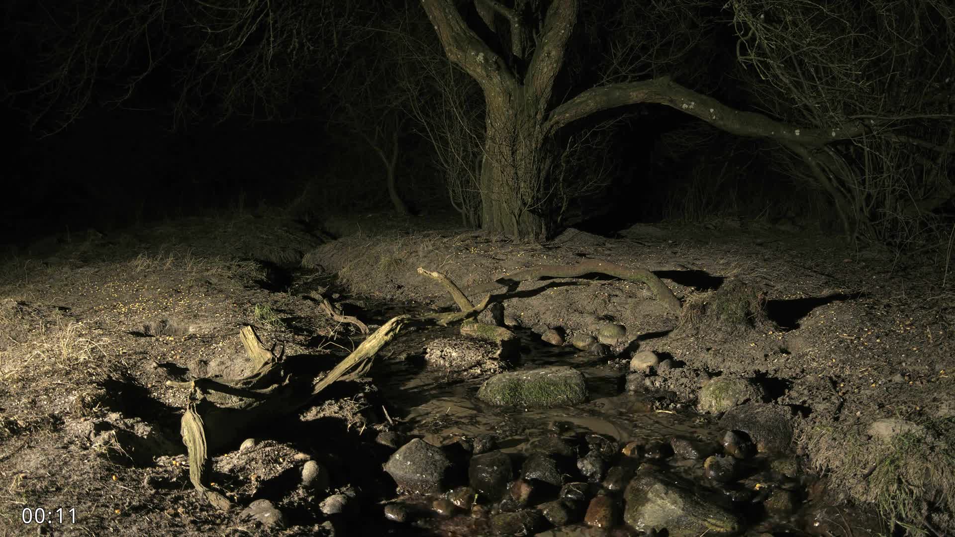 Dronninglund, Wildlife In The Forest Live Cam - Dronninglund, Bronderslev, Nordjylland(North Denmark), Denmark