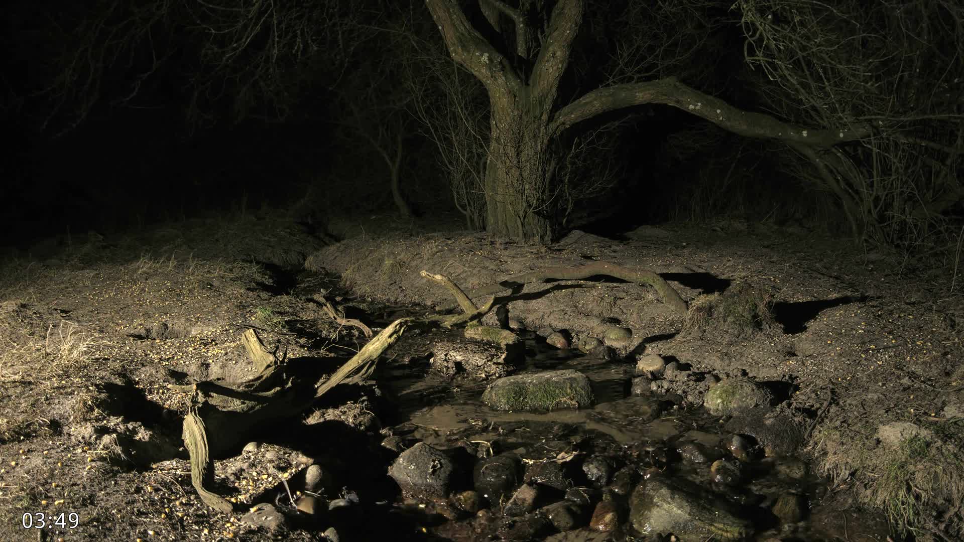 Dronninglund, Wildlife In The Forest Live Cam - Dronninglund, Bronderslev, Nordjylland(North Denmark), Denmark