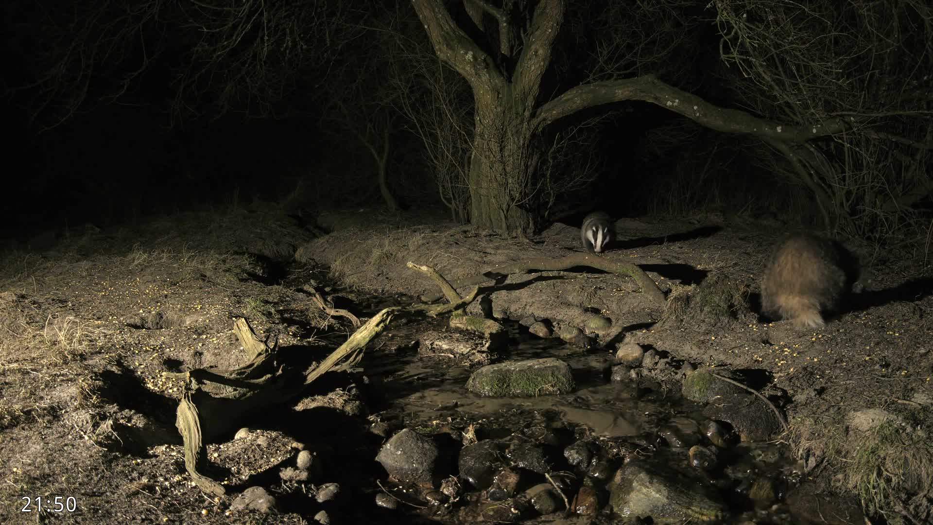 Dronninglund, Wildlife In The Forest Live Cam - Dronninglund, Bronderslev, Nordjylland(North Denmark), Denmark