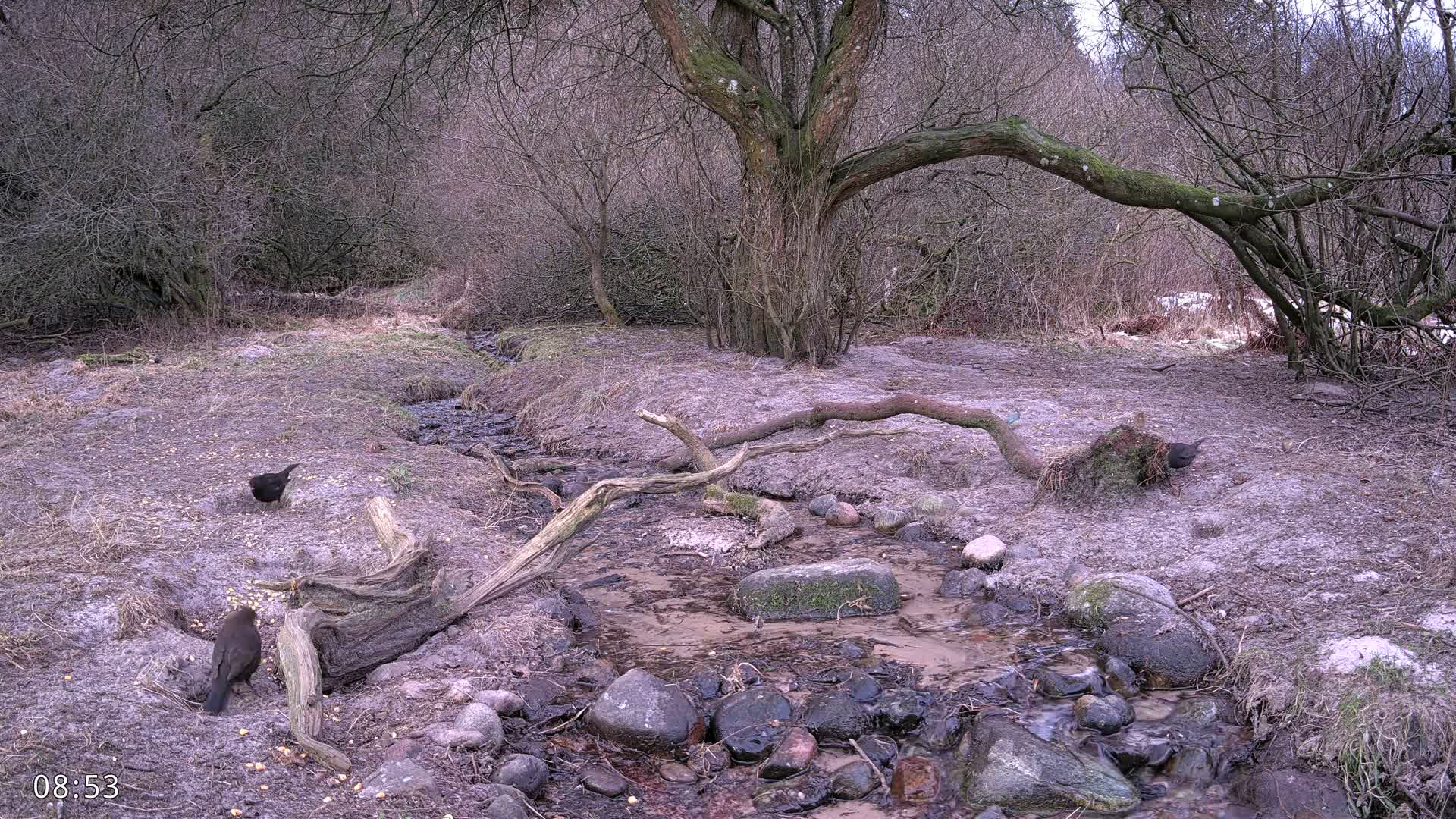 Dronninglund, Wildlife In The Forest Live Cam - Dronninglund, Bronderslev, Nordjylland(North Denmark), Denmark