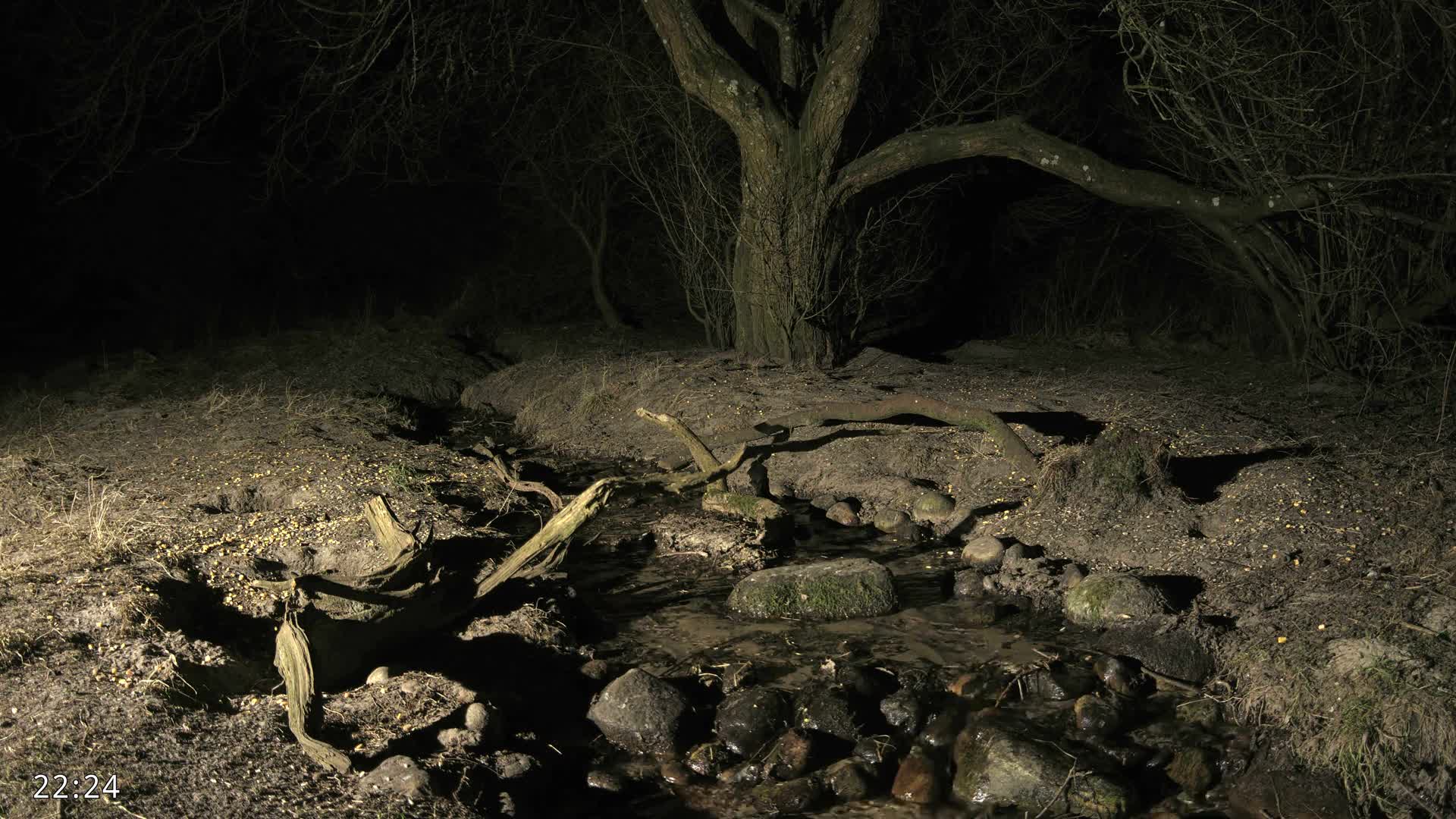 Dronninglund, Wildlife In The Forest Live Cam - Dronninglund, Bronderslev, Nordjylland(North Denmark), Denmark