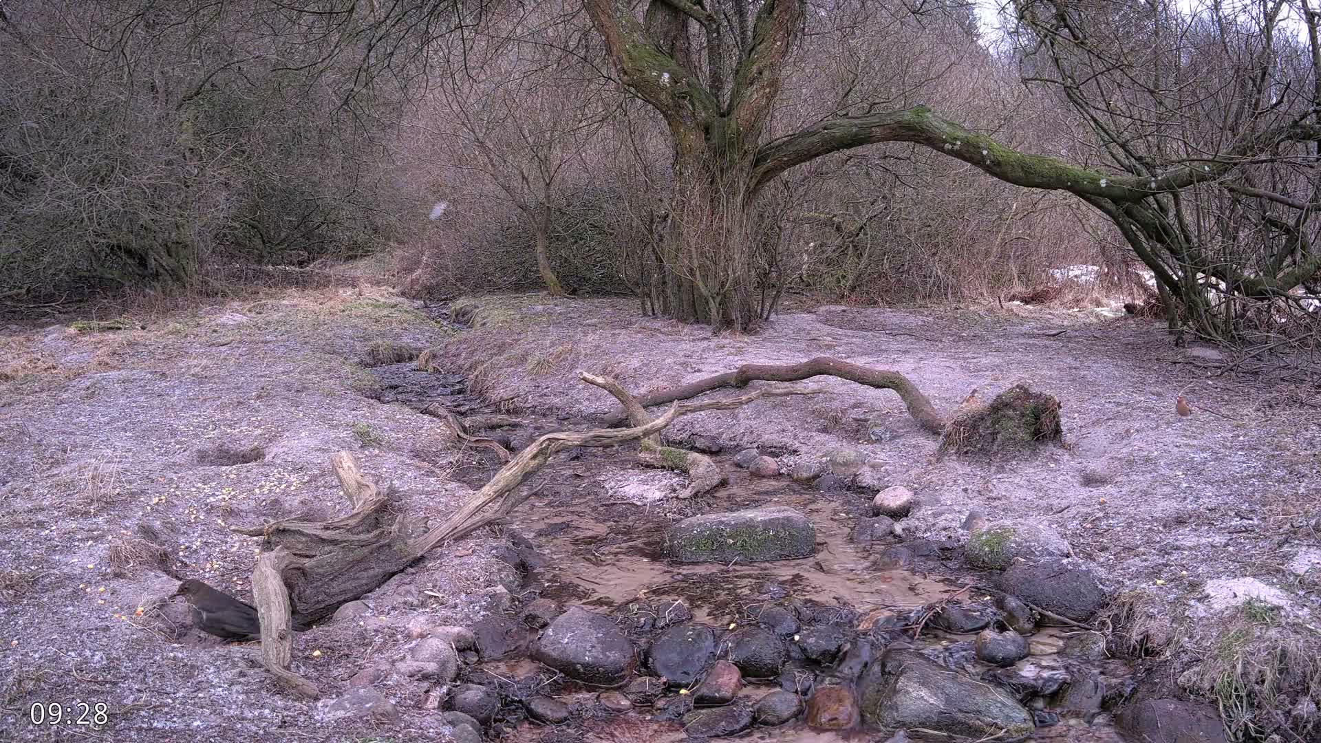 Dronninglund, Wildlife In The Forest Live Cam - Dronninglund, Bronderslev, Nordjylland(North Denmark), Denmark