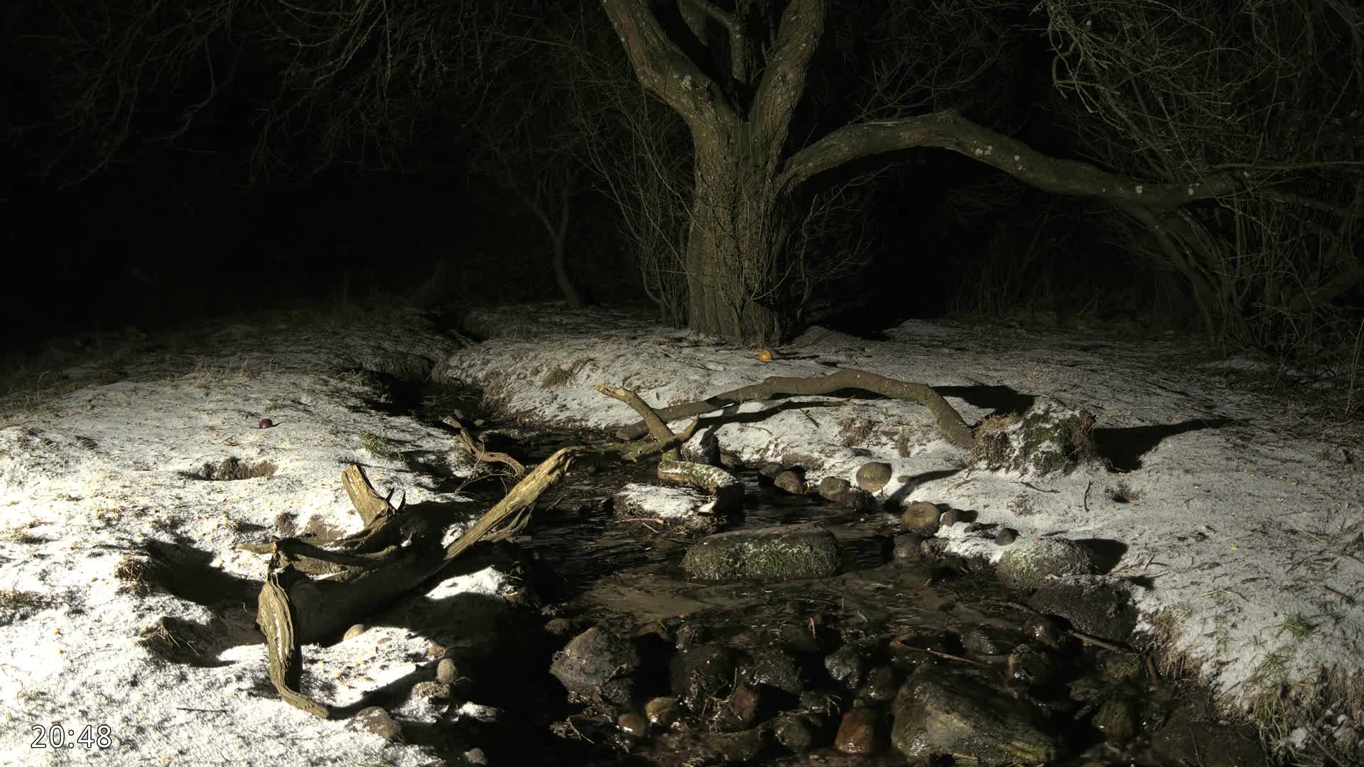 Dronninglund, Wildlife In The Forest Live Cam - Dronninglund, Bronderslev, Nordjylland(North Denmark), Denmark
