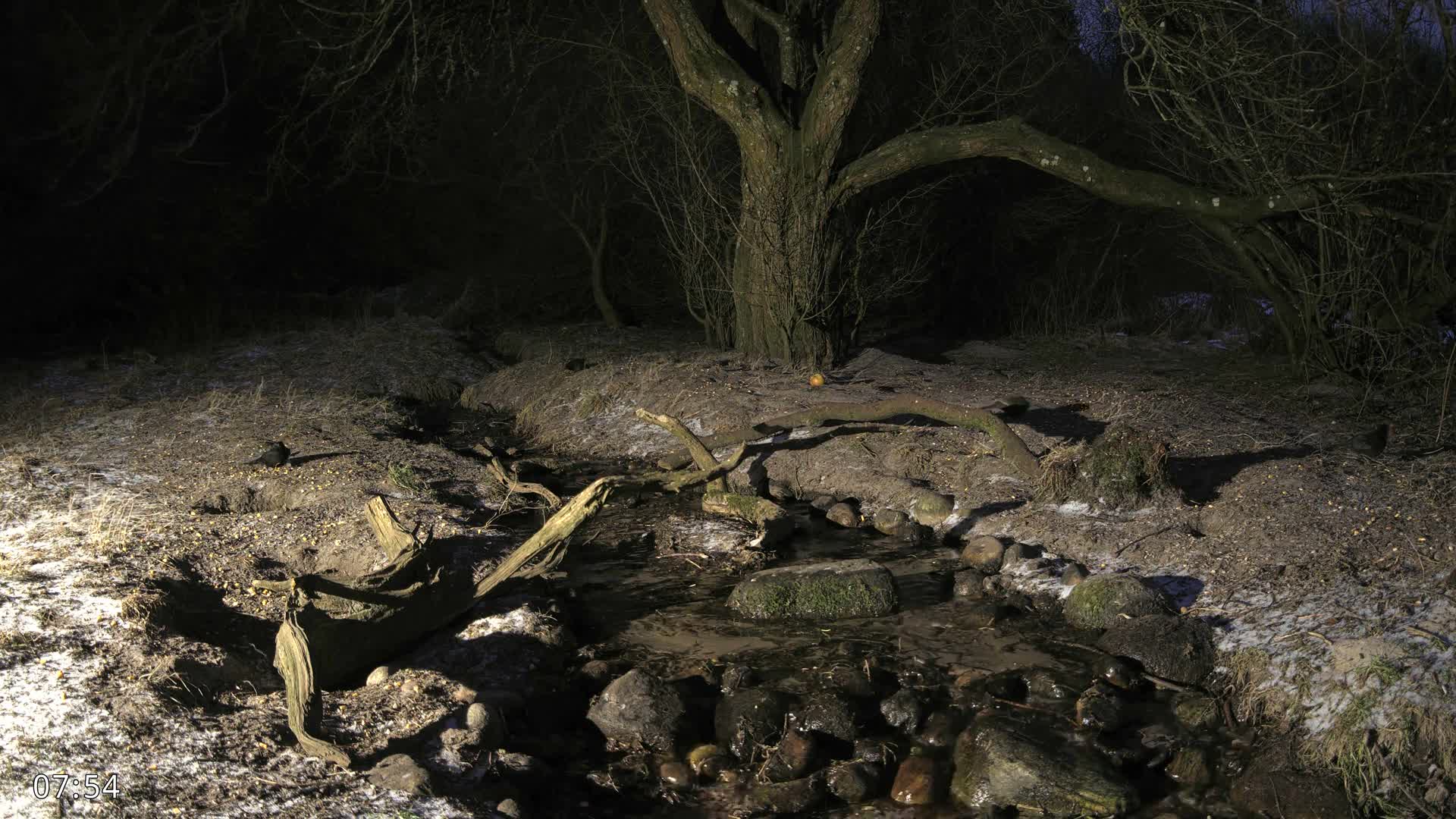 Dronninglund, Wildlife In The Forest Live Cam - Dronninglund, Bronderslev, Nordjylland(North Denmark), Denmark