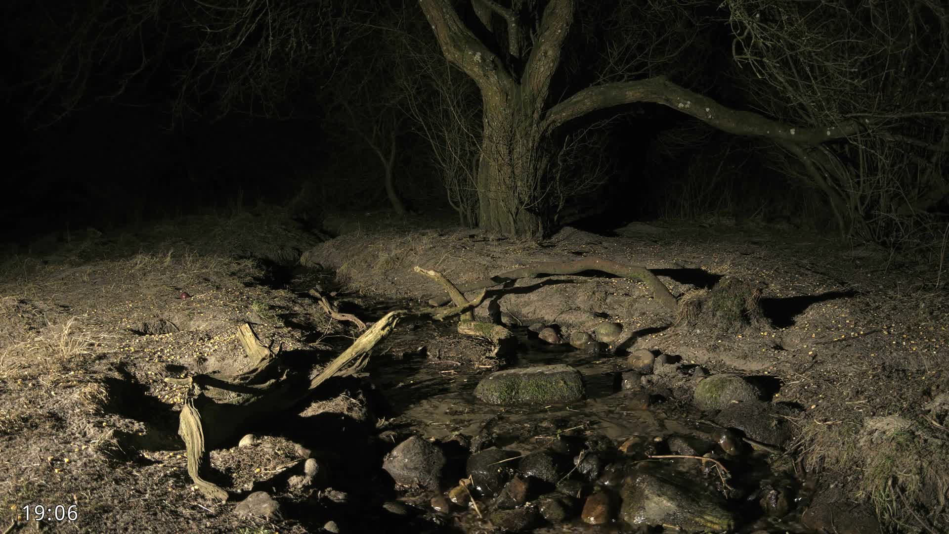 Dronninglund, Wildlife In The Forest Live Cam - Dronninglund, Bronderslev, Nordjylland(North Denmark), Denmark