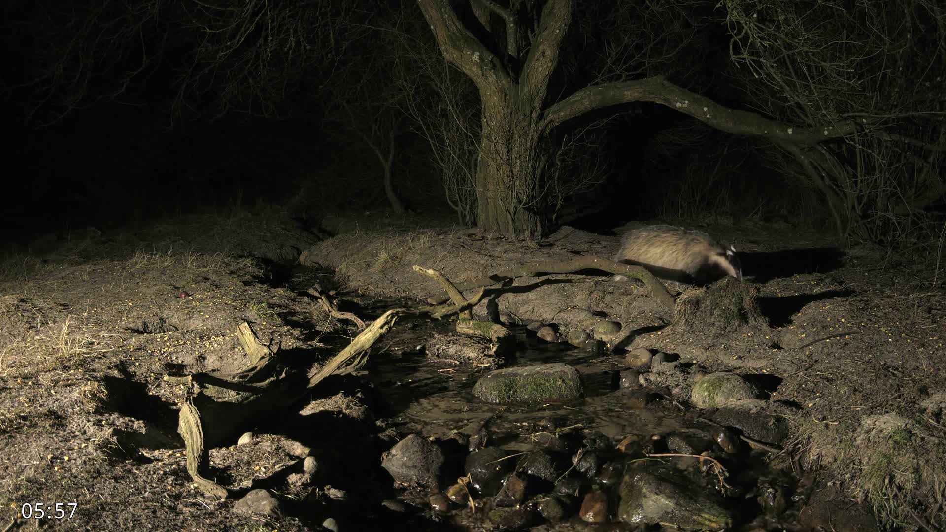 Dronninglund, Wildlife In The Forest Live Cam - Dronninglund, Bronderslev, Nordjylland(North Denmark), Denmark
