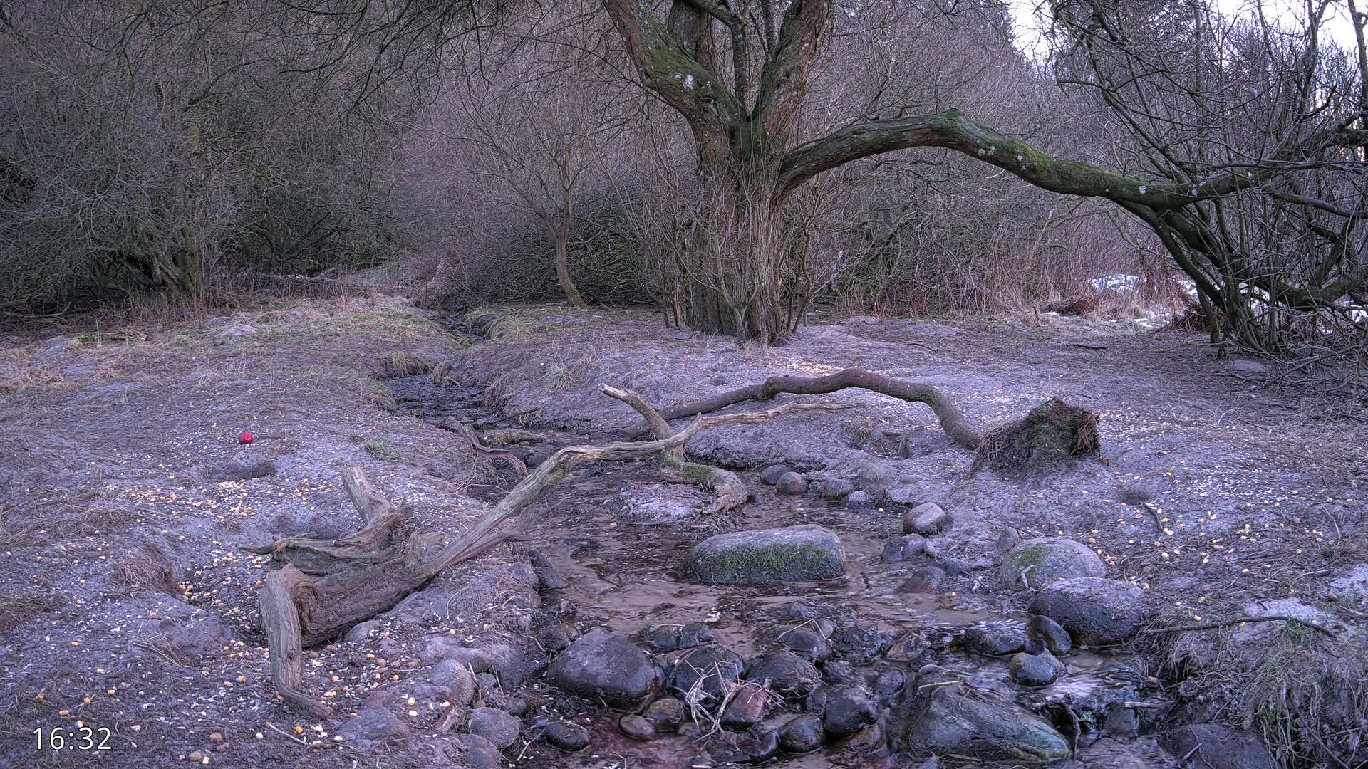 Dronninglund, Wildlife In The Forest Live Cam - Dronninglund, Bronderslev, Nordjylland(North Denmark), Denmark