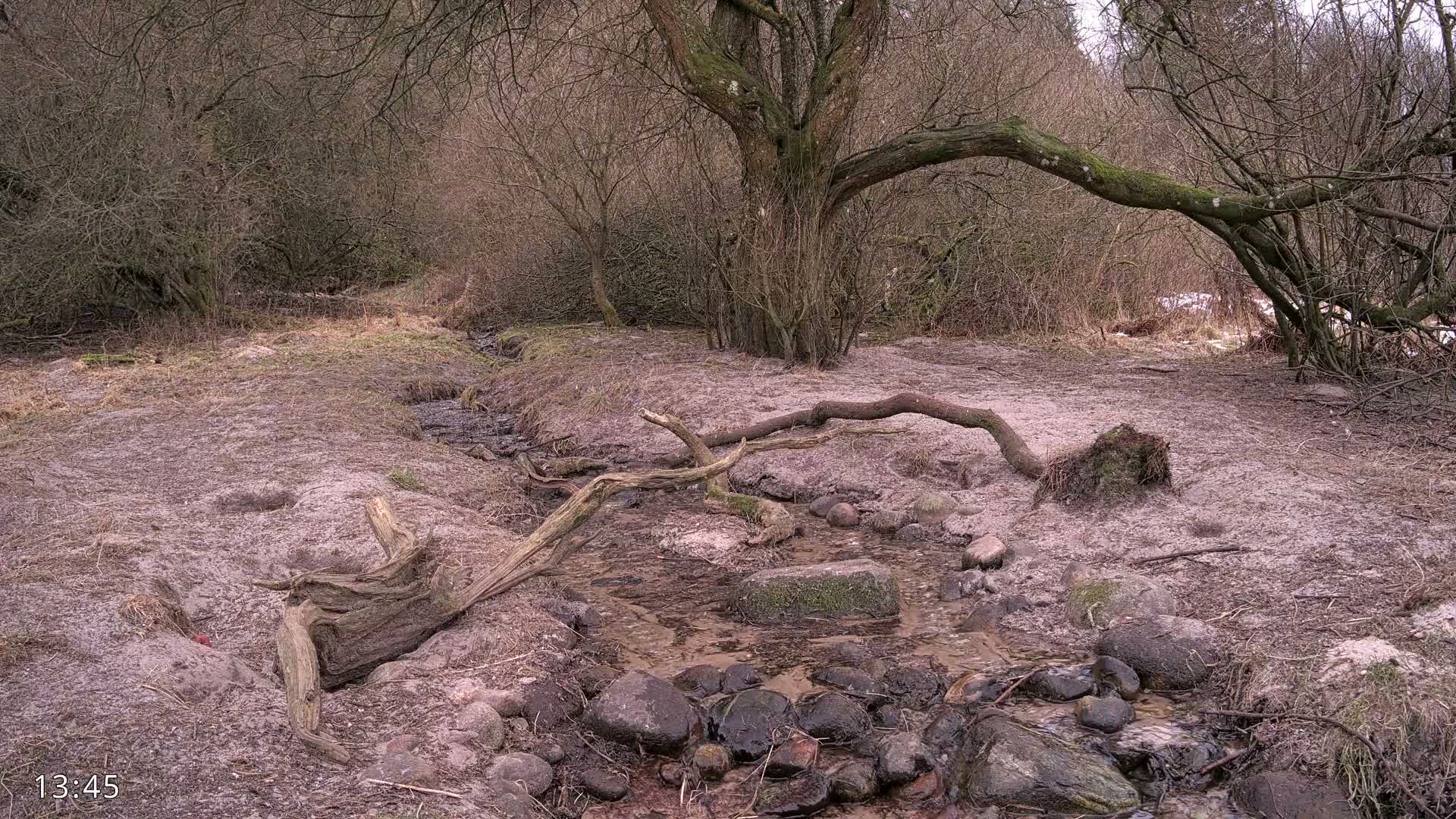 Dronninglund, Wildlife In The Forest Live Cam - Dronninglund, Bronderslev, Nordjylland(North Denmark), Denmark