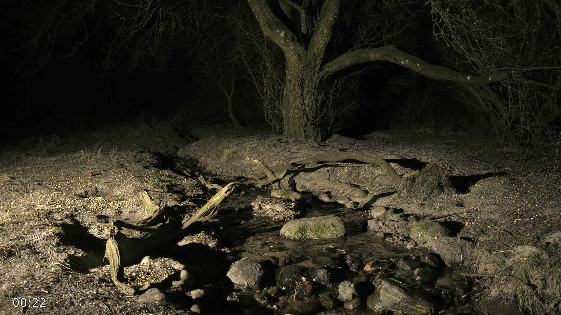 Dronninglund, Wildlife In The Forest Live Cam - Dronninglund, Bronderslev, Nordjylland(North Denmark), Denmark