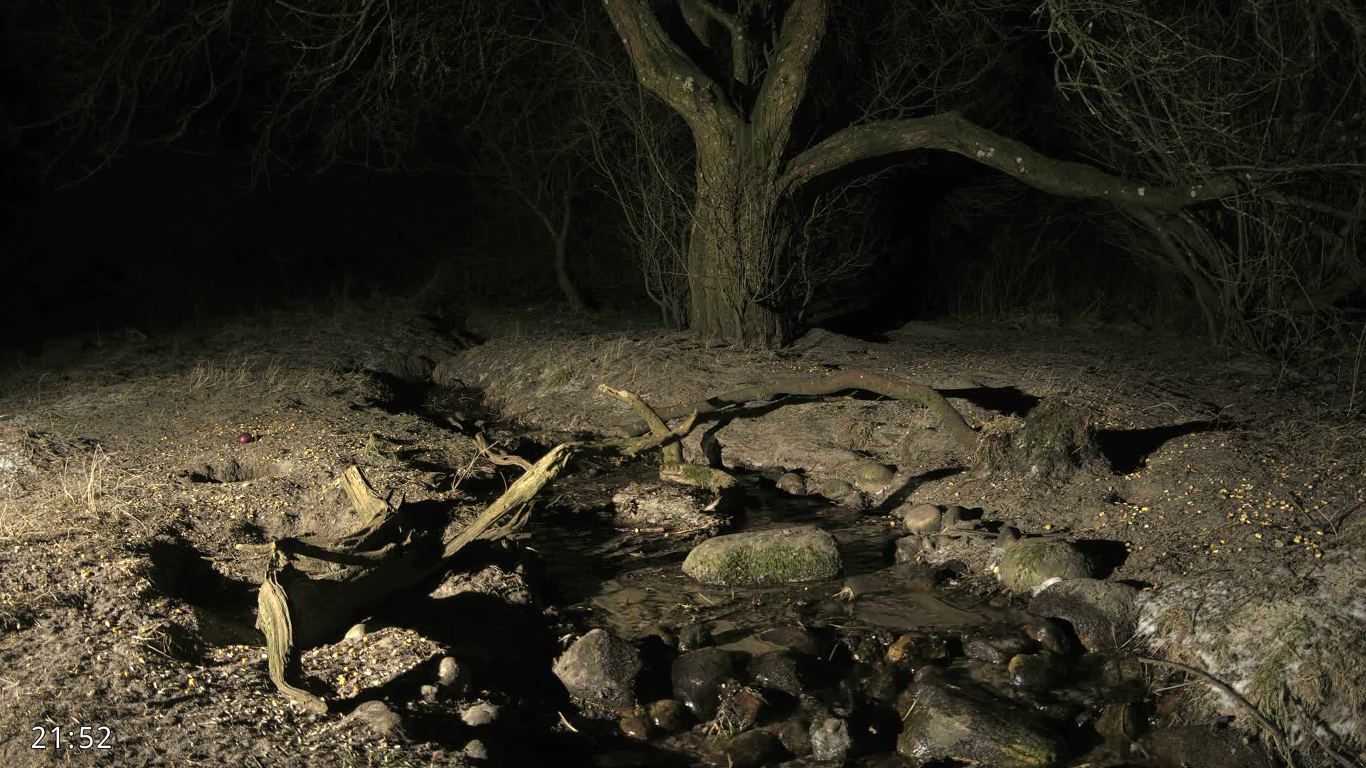 Dronninglund, Wildlife In The Forest Live Cam - Dronninglund, Bronderslev, Nordjylland(North Denmark), Denmark