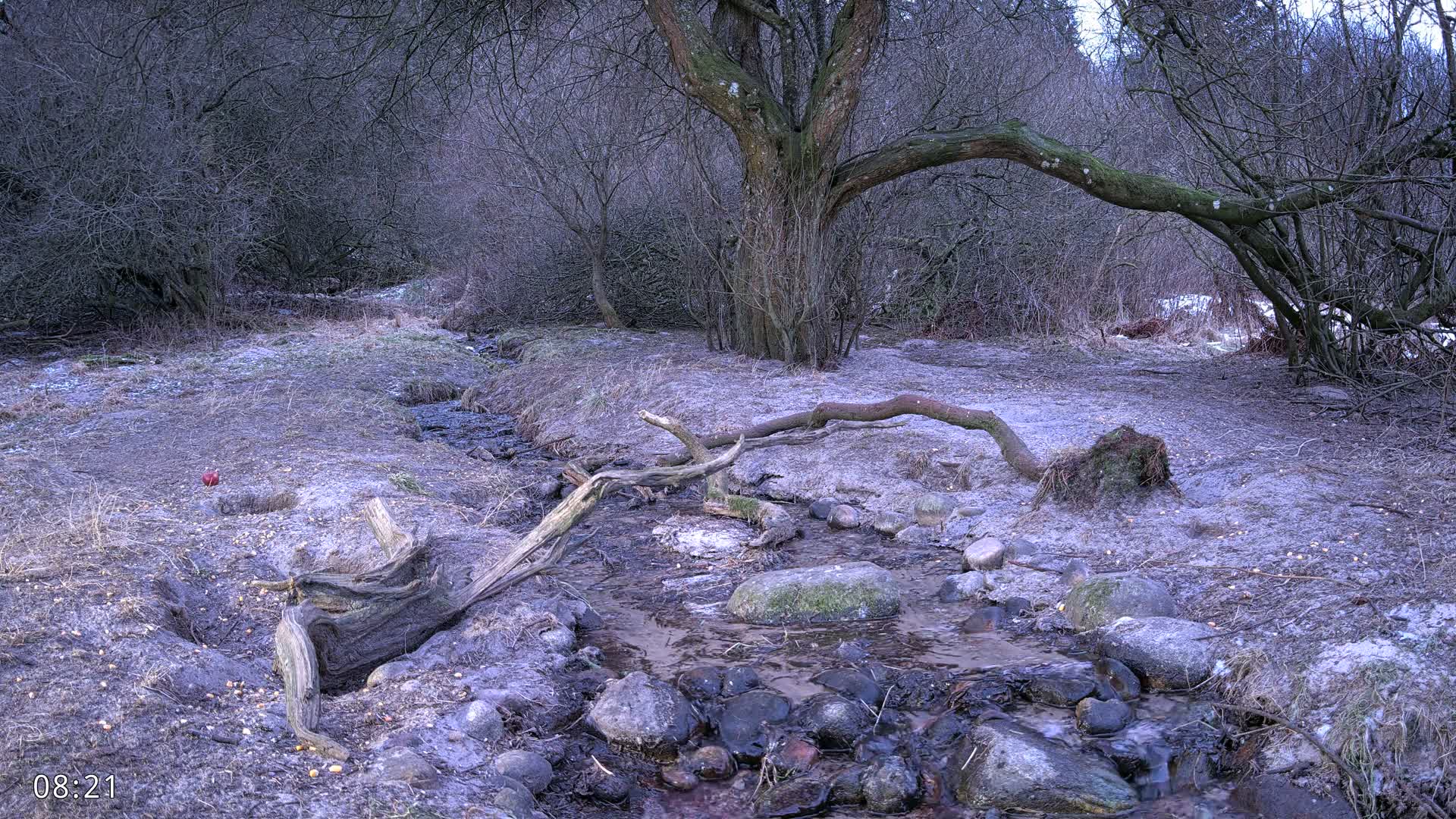 Dronninglund, Wildlife In The Forest Live Cam - Dronninglund, Bronderslev, Nordjylland(North Denmark), Denmark