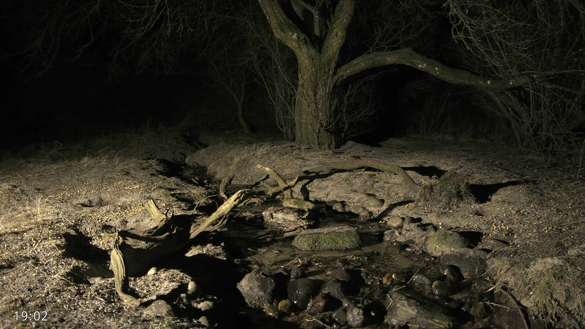 Dronninglund, Wildlife In The Forest Live Cam - Dronninglund, Bronderslev, Nordjylland(North Denmark), Denmark