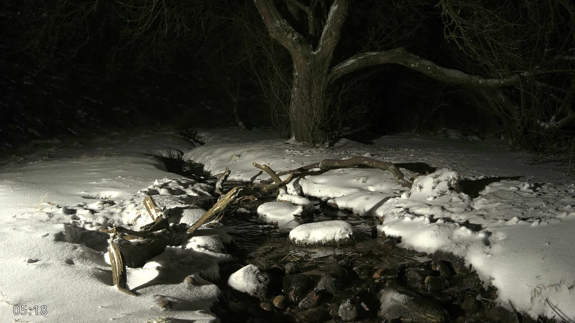 Dronninglund, Wildlife In The Forest Live Cam - Dronninglund, Bronderslev, Nordjylland(North Denmark), Denmark