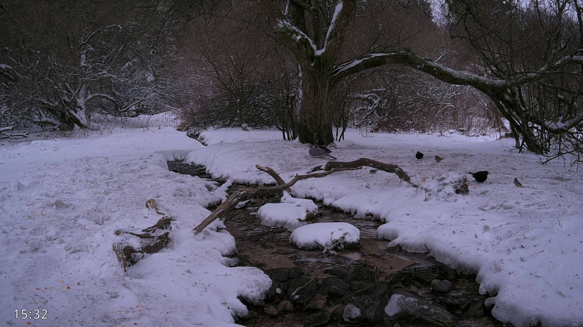 Dronninglund, Wildlife In The Forest Live Cam - Dronninglund, Bronderslev, Nordjylland(North Denmark), Denmark
