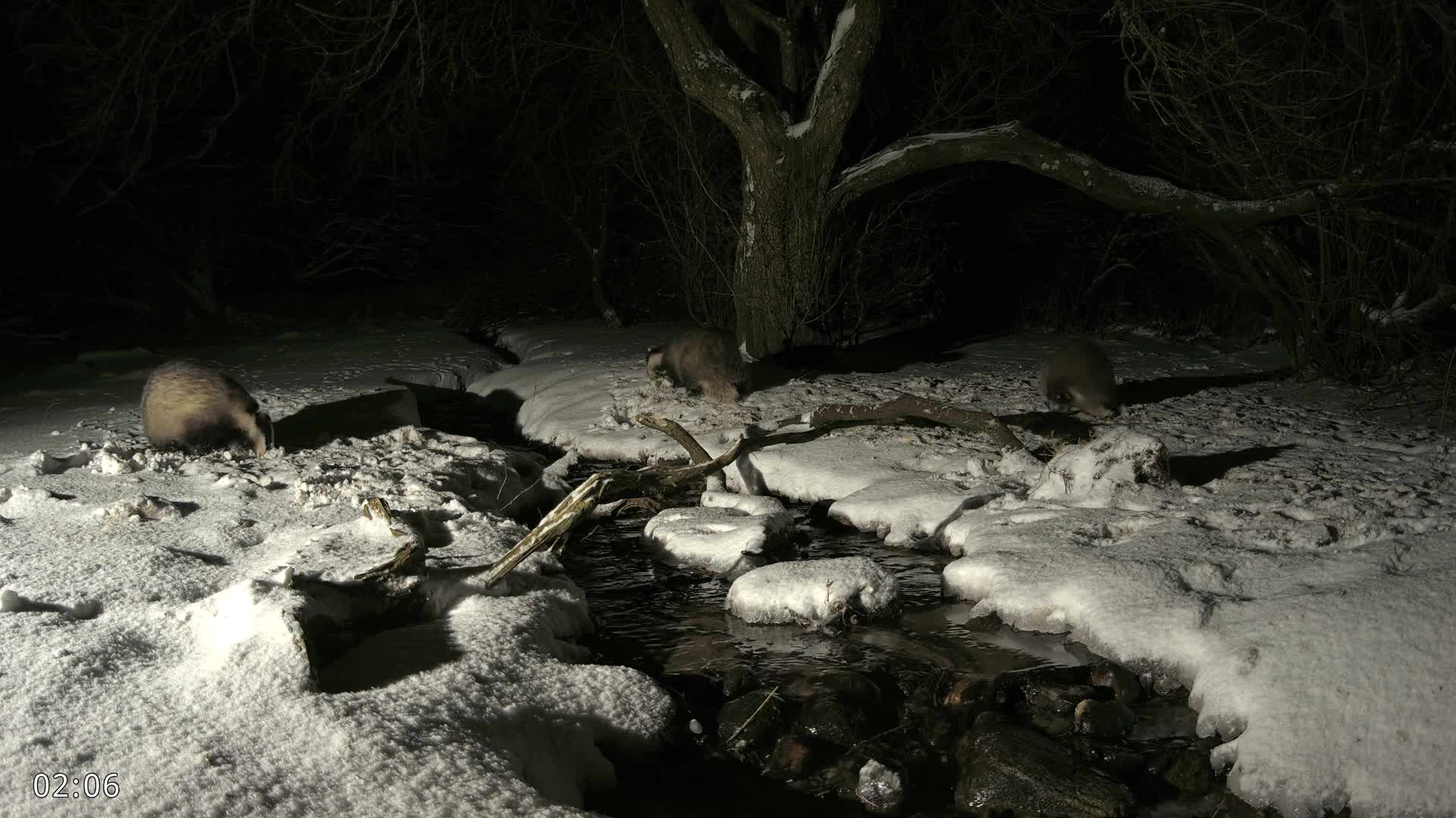 Dronninglund, Wildlife In The Forest Live Cam - Dronninglund, Bronderslev, Nordjylland(North Denmark), Denmark