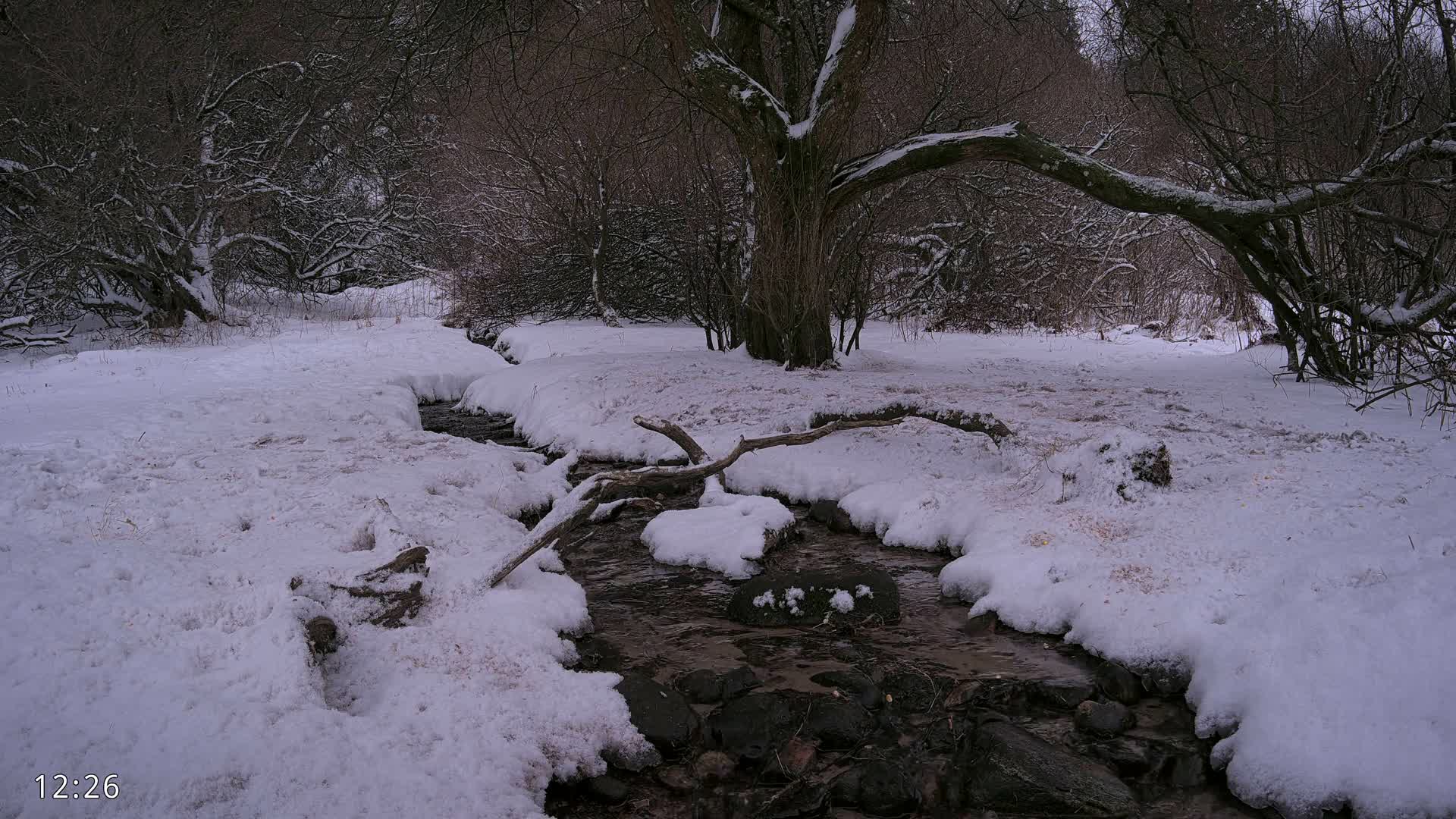Dronninglund, Wildlife In The Forest Live Cam - Dronninglund, Bronderslev, Nordjylland(North Denmark), Denmark