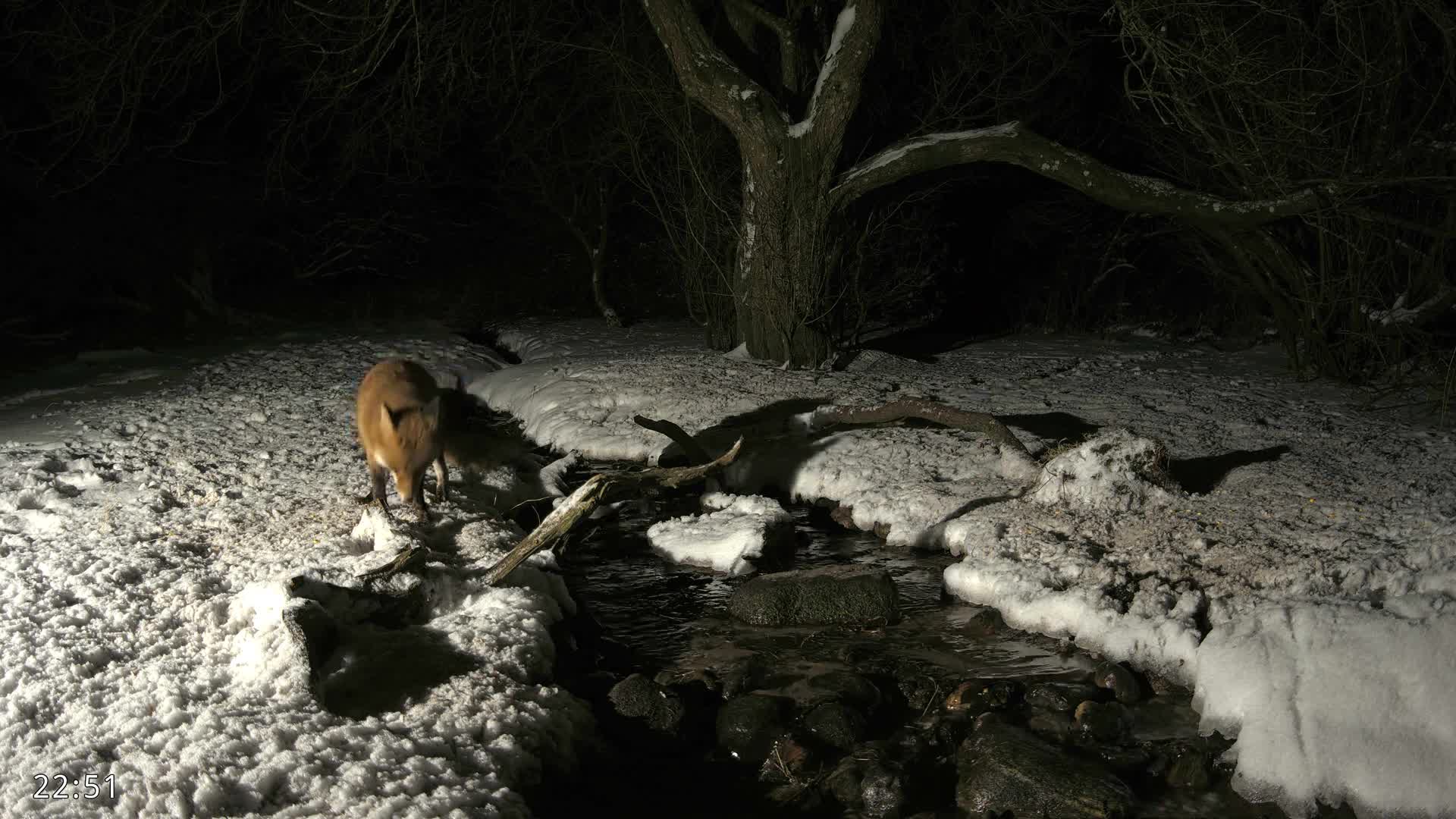 Dronninglund, Wildlife In The Forest Live Cam - Dronninglund, Bronderslev, Nordjylland(North Denmark), Denmark