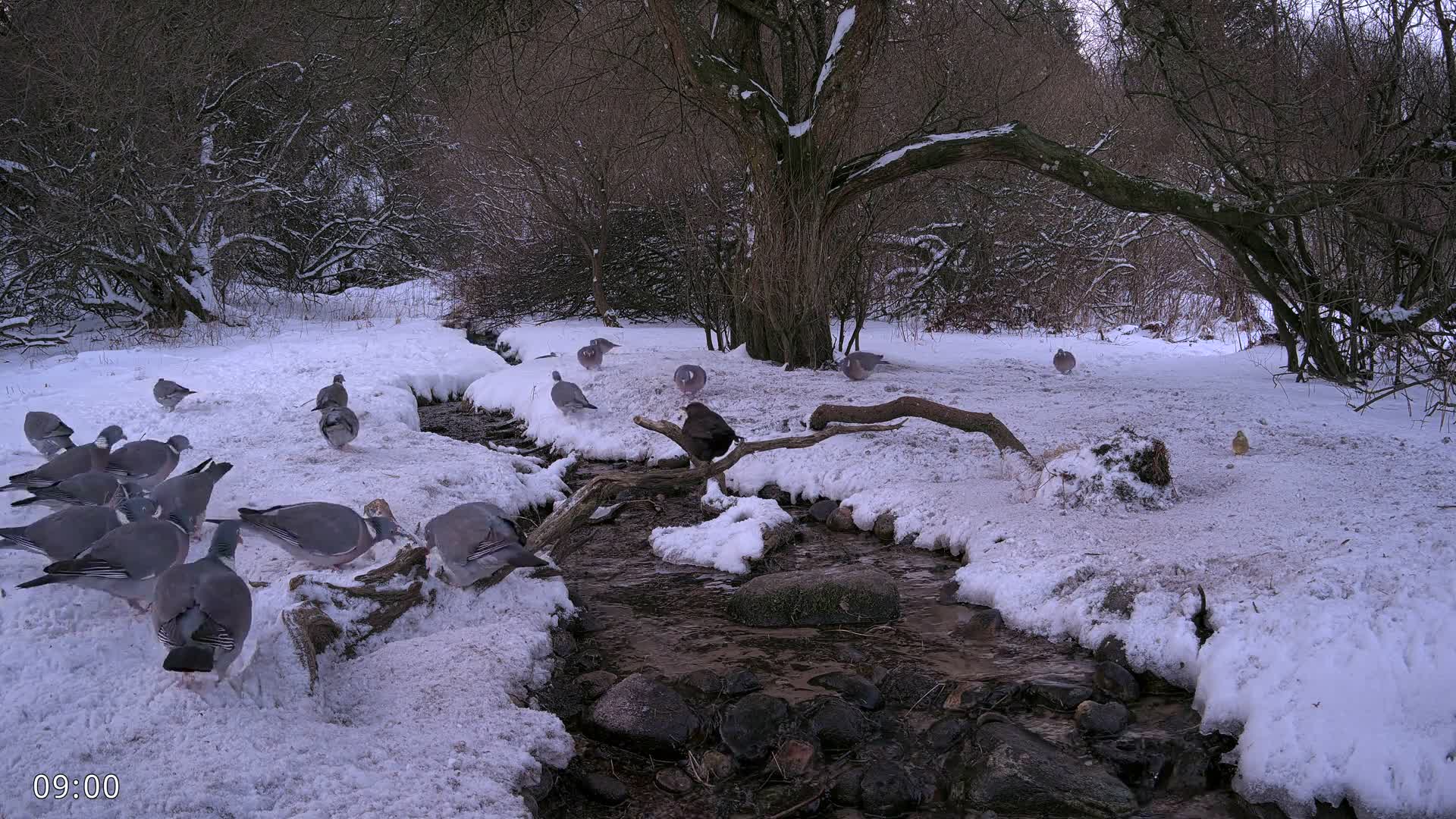 Dronninglund, Wildlife In The Forest Live Cam - Dronninglund, Bronderslev, Nordjylland(North Denmark), Denmark