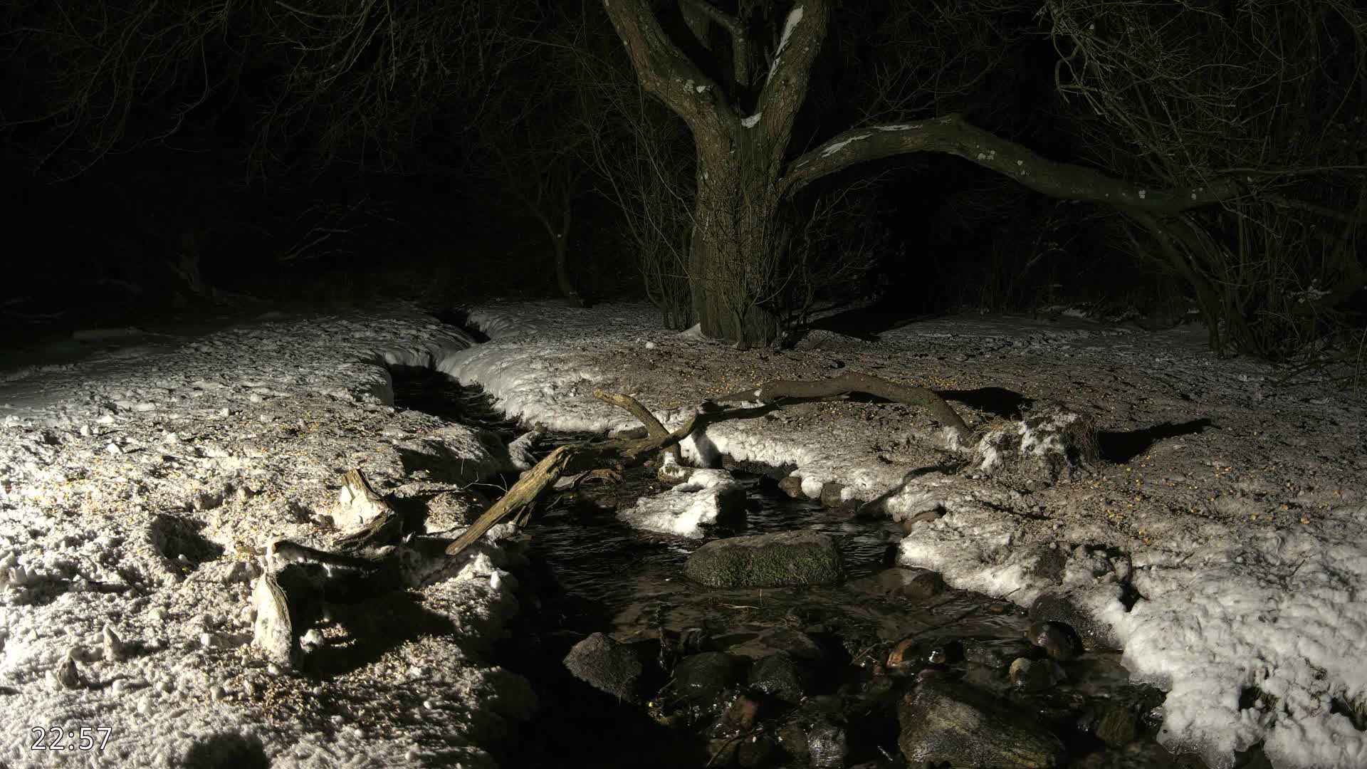 Dronninglund, Wildlife In The Forest Live Cam - Dronninglund, Bronderslev, Nordjylland(North Denmark), Denmark