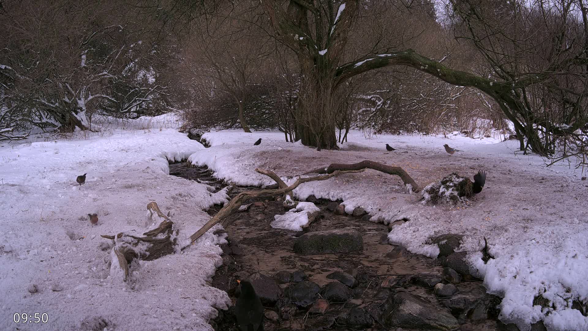 Dronninglund, Wildlife In The Forest Live Cam - Dronninglund, Bronderslev, Nordjylland(North Denmark), Denmark