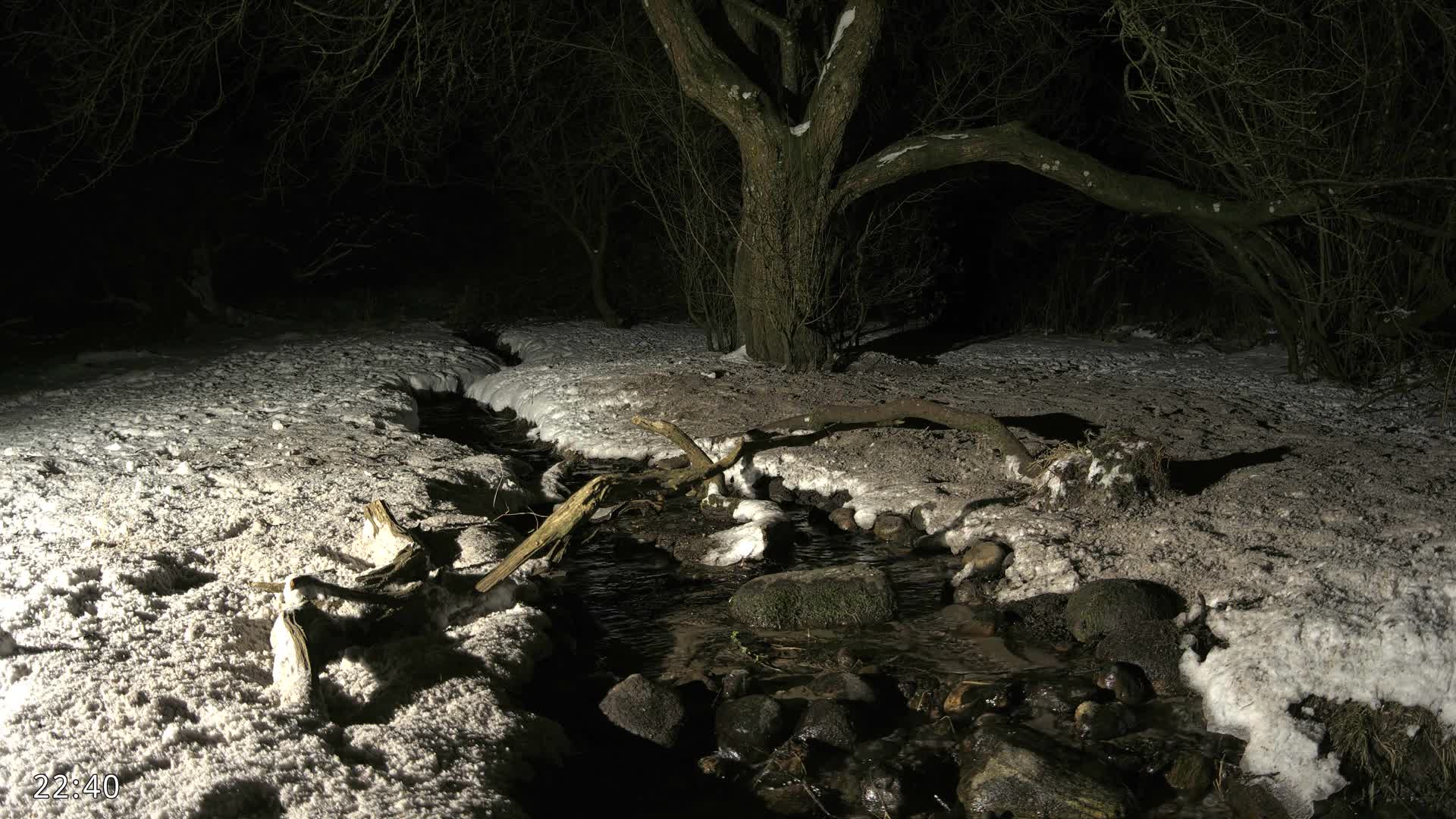 Dronninglund, Wildlife In The Forest Live Cam - Dronninglund, Bronderslev, Nordjylland(North Denmark), Denmark