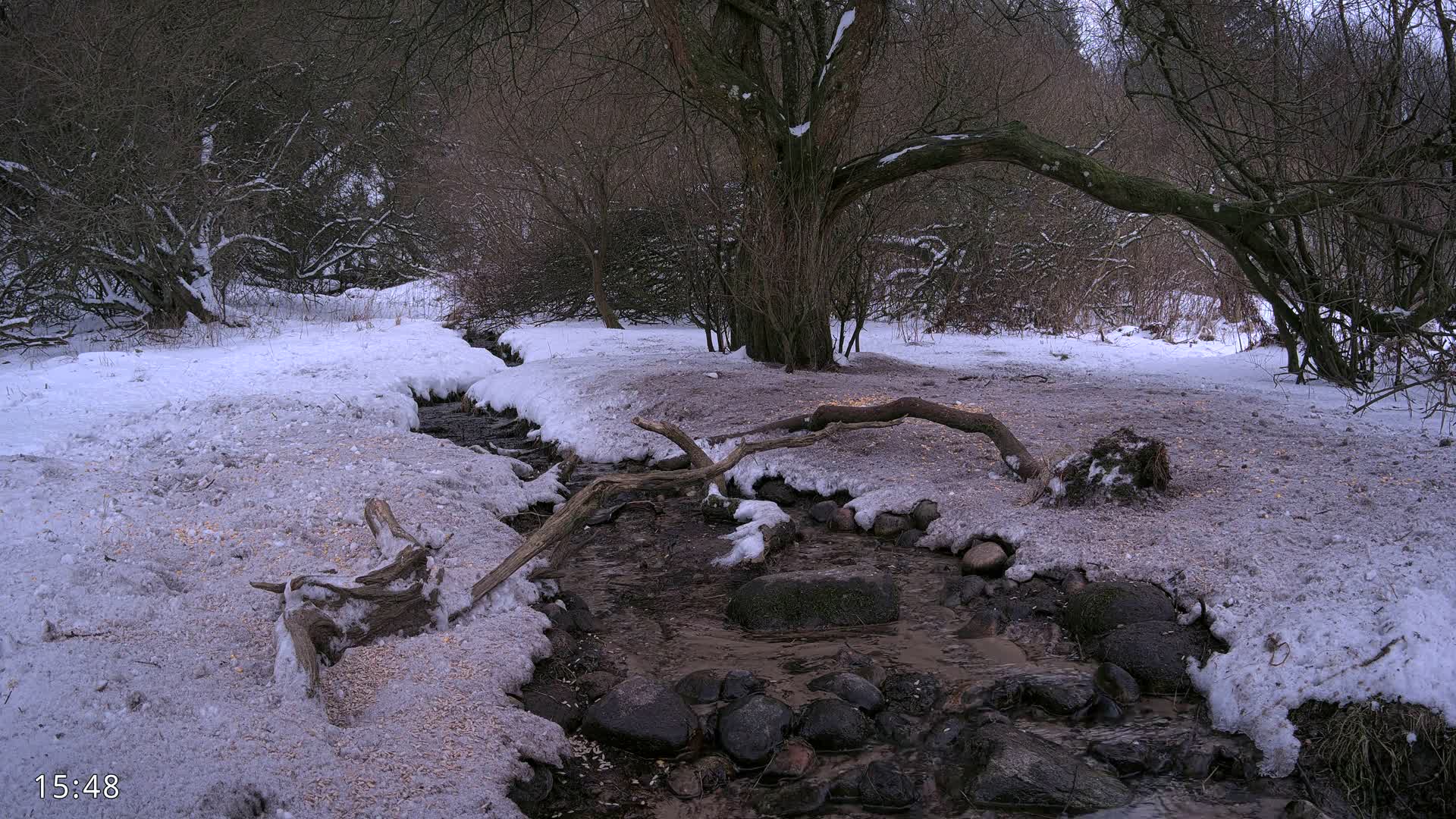 Dronninglund, Wildlife In The Forest Live Cam - Dronninglund, Bronderslev, Nordjylland(North Denmark), Denmark