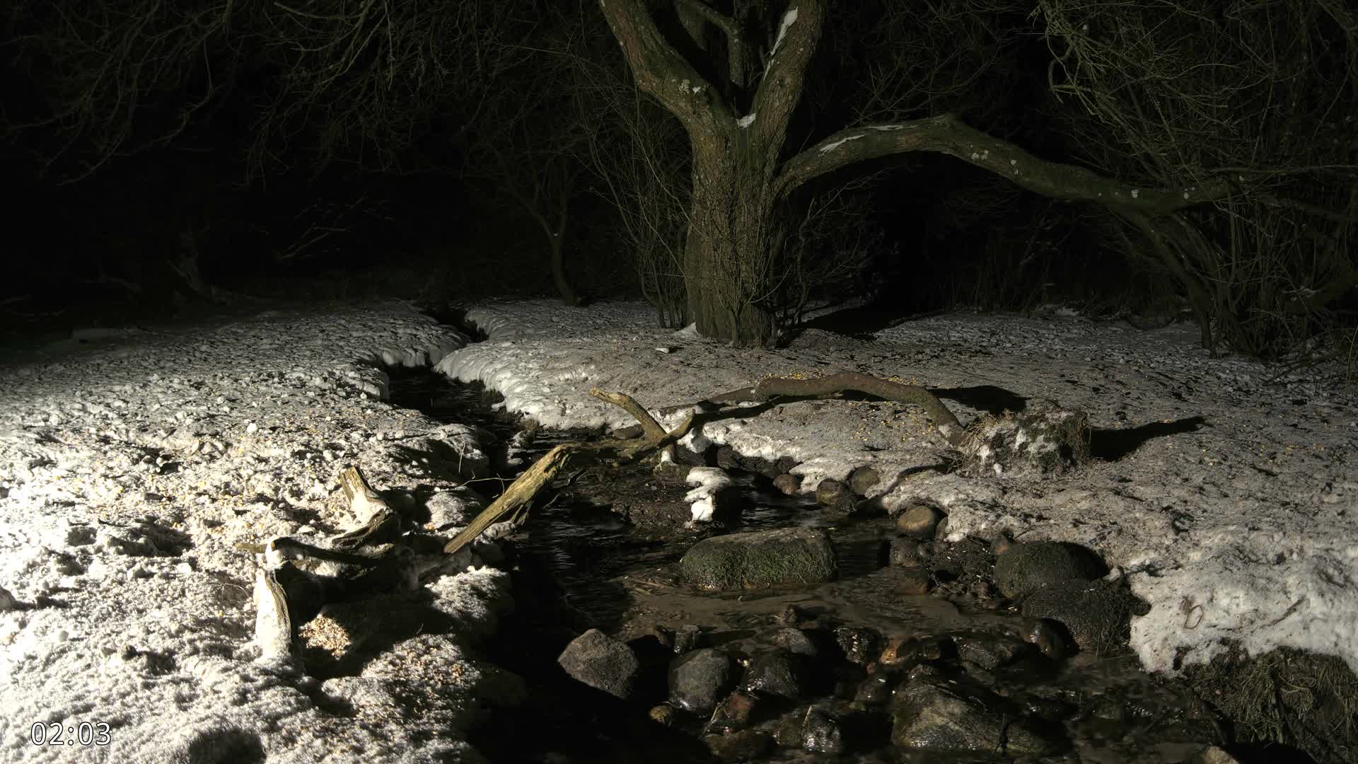 Dronninglund, Wildlife In The Forest Live Cam - Dronninglund, Bronderslev, Nordjylland(North Denmark), Denmark