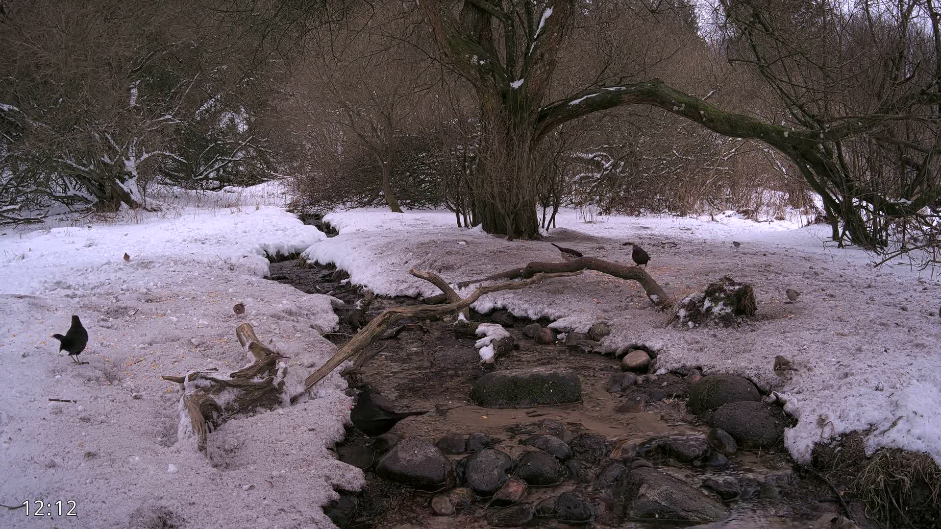 Dronninglund, Wildlife In The Forest Live Cam - Dronninglund, Bronderslev, Nordjylland(North Denmark), Denmark