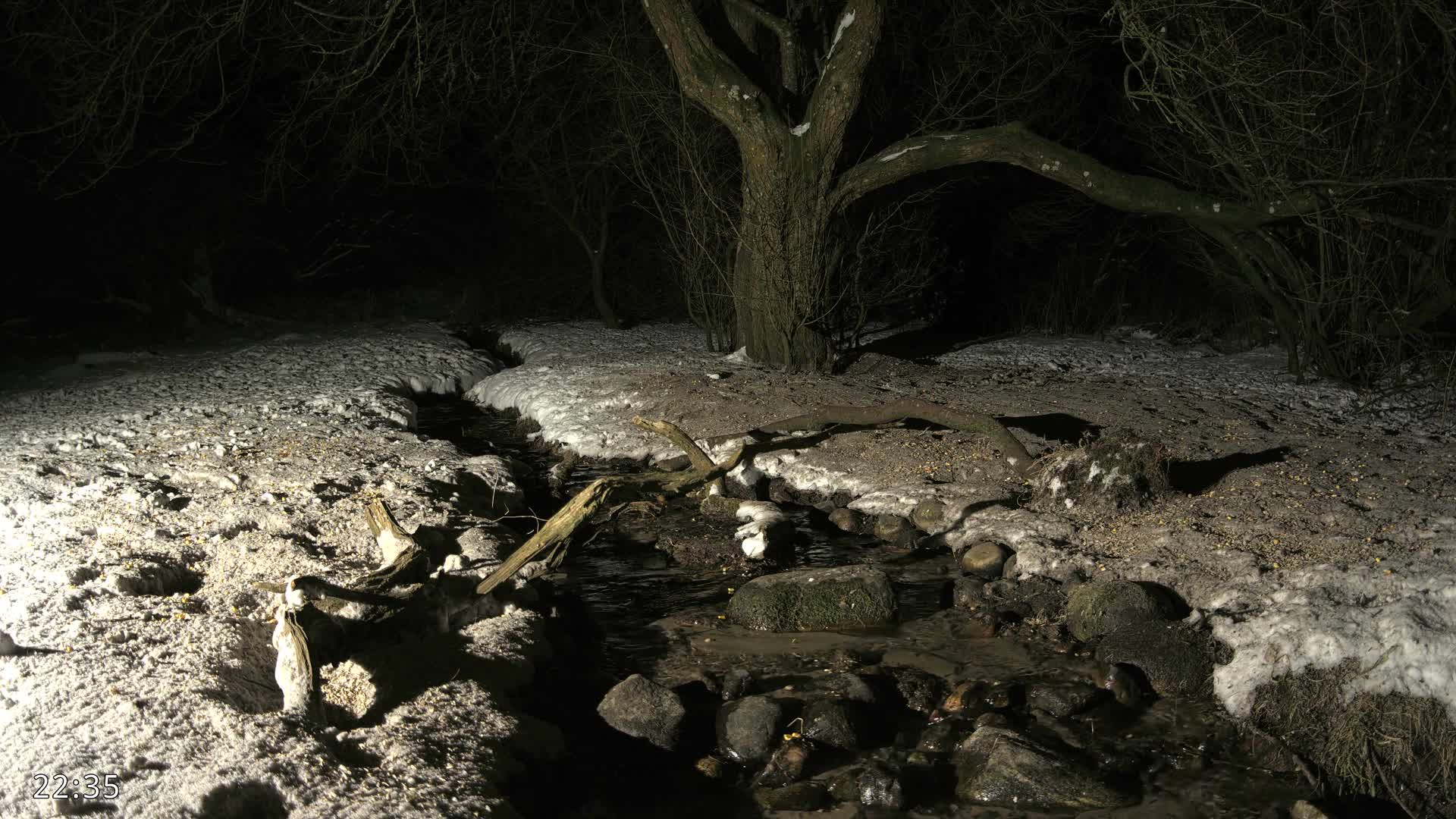 Dronninglund, Wildlife In The Forest Live Cam - Dronninglund, Bronderslev, Nordjylland(North Denmark), Denmark