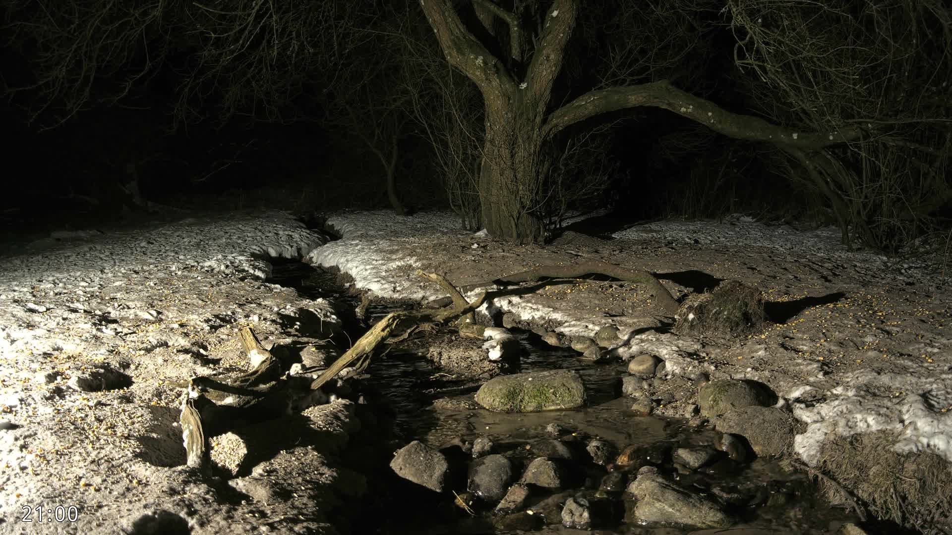 Dronninglund, Wildlife In The Forest Live Cam - Dronninglund, Bronderslev, Nordjylland(North Denmark), Denmark
