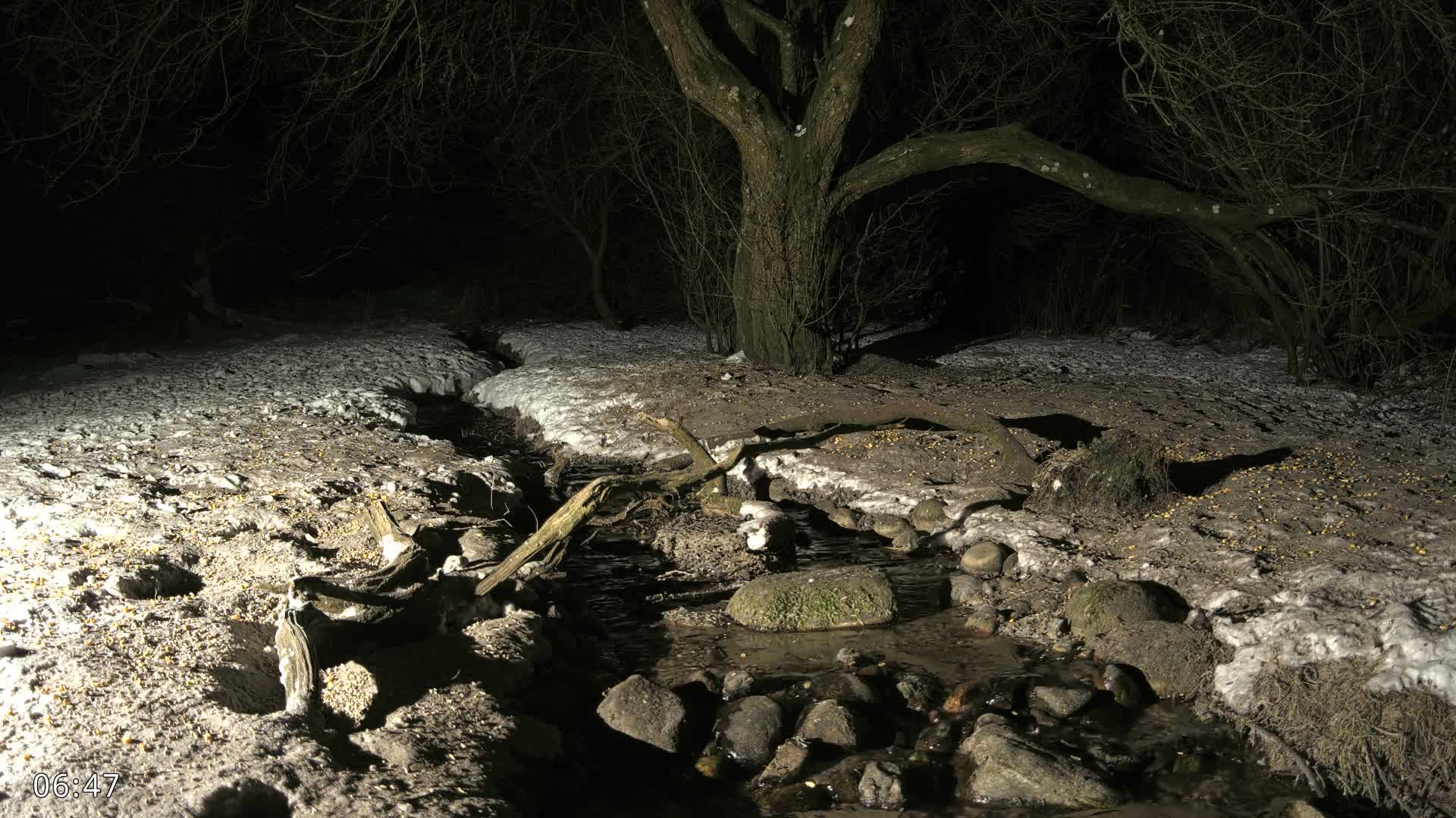 Dronninglund, Wildlife In The Forest Live Cam - Dronninglund, Bronderslev, Nordjylland(North Denmark), Denmark