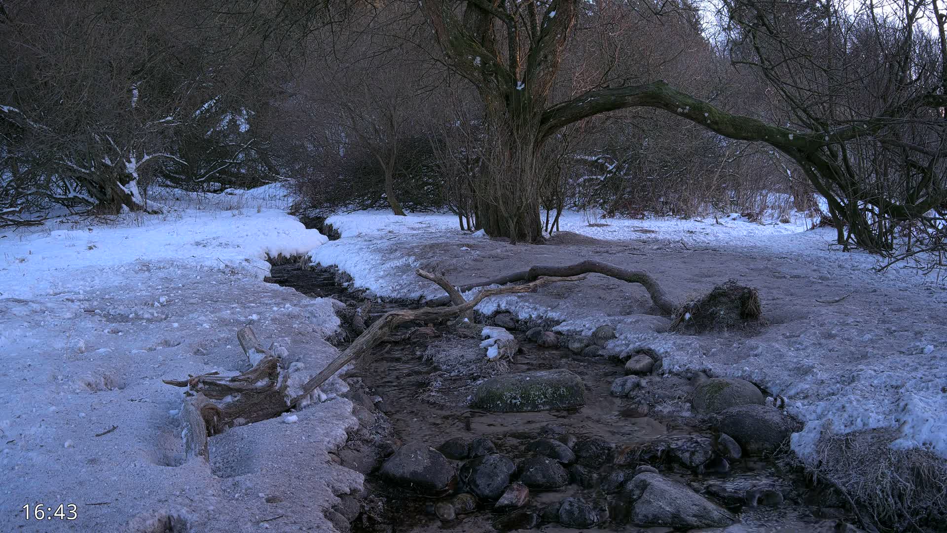 Dronninglund, Wildlife In The Forest Live Cam - Dronninglund, Bronderslev, Nordjylland(North Denmark), Denmark