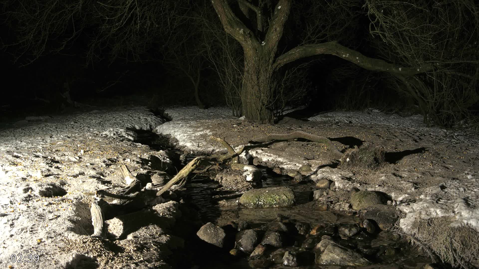 Dronninglund, Wildlife In The Forest Live Cam - Dronninglund, Bronderslev, Nordjylland(North Denmark), Denmark