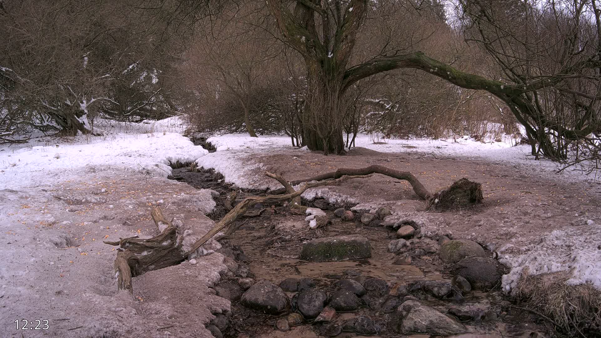 Dronninglund, Wildlife In The Forest Live Cam - Dronninglund, Bronderslev, Nordjylland(North Denmark), Denmark