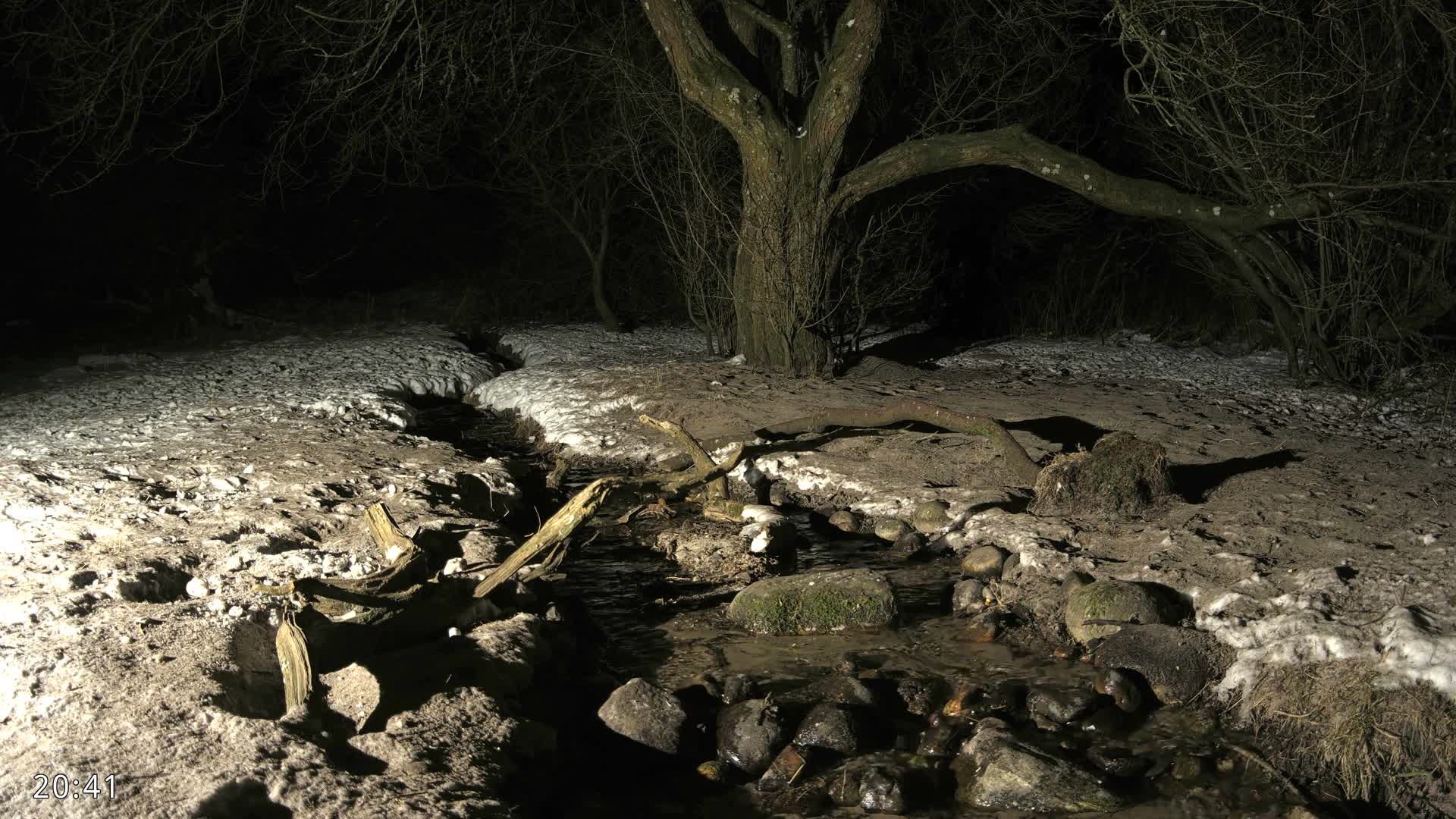 Dronninglund, Wildlife In The Forest Live Cam - Dronninglund, Bronderslev, Nordjylland(North Denmark), Denmark