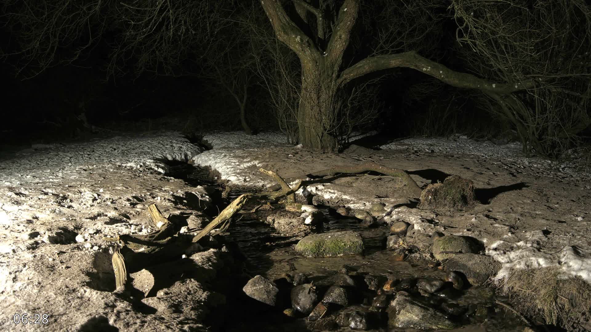 Dronninglund, Wildlife In The Forest Live Cam - Dronninglund, Bronderslev, Nordjylland(North Denmark), Denmark