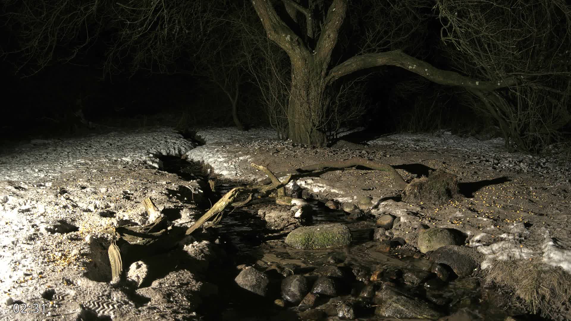 Dronninglund, Wildlife In The Forest Live Cam - Dronninglund, Bronderslev, Nordjylland(North Denmark), Denmark