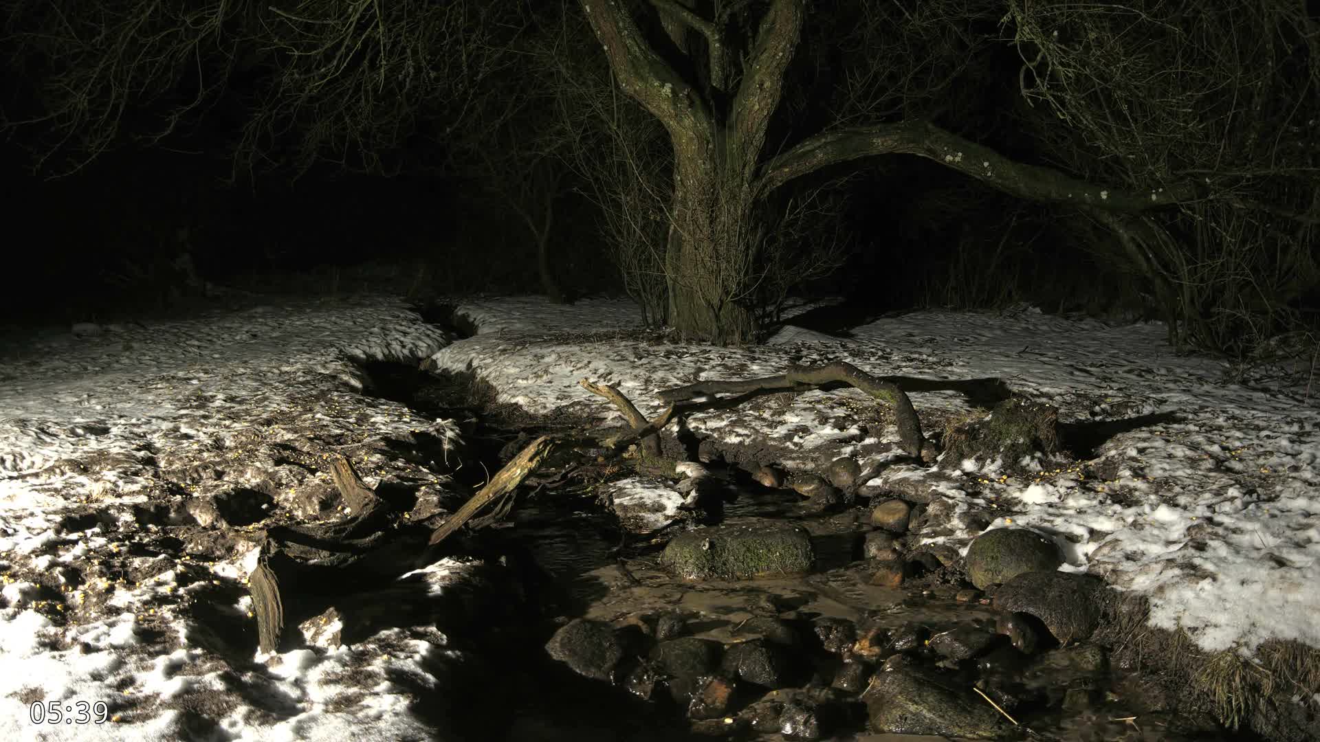 Dronninglund, Wildlife In The Forest Live Cam - Dronninglund, Bronderslev, Nordjylland(North Denmark), Denmark