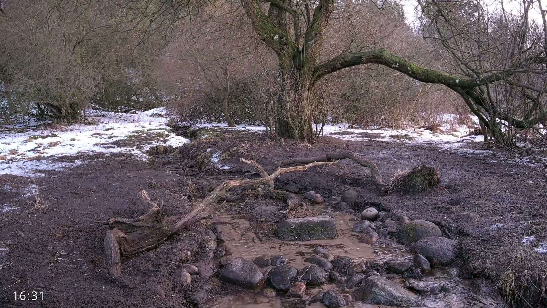 Dronninglund, Wildlife In The Forest Live Cam - Dronninglund, Bronderslev, Nordjylland(North Denmark), Denmark
