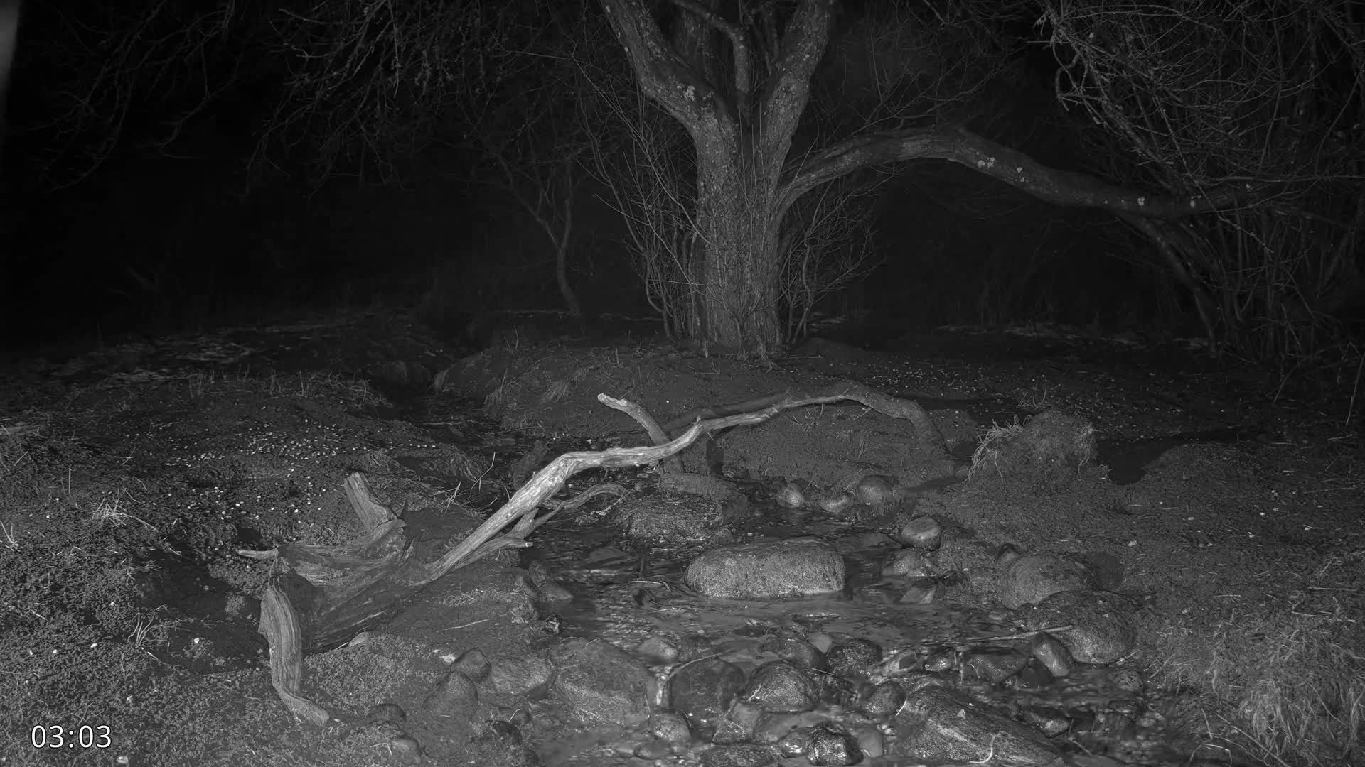 Dronninglund, Wildlife In The Forest Live Cam - Dronninglund, Bronderslev, Nordjylland(North Denmark), Denmark
