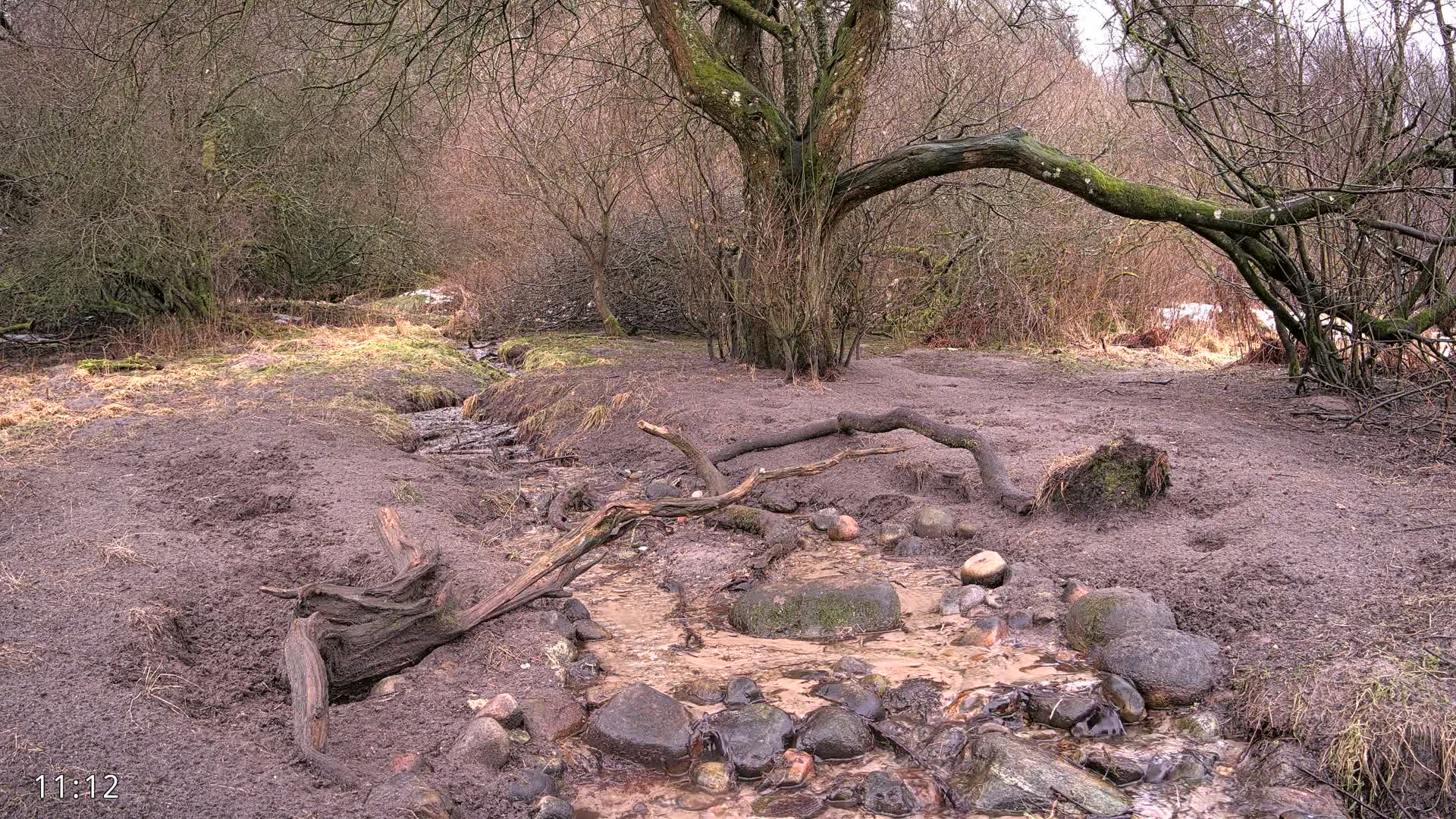 Dronninglund, Wildlife In The Forest Live Cam - Dronninglund, Bronderslev, Nordjylland(North Denmark), Denmark