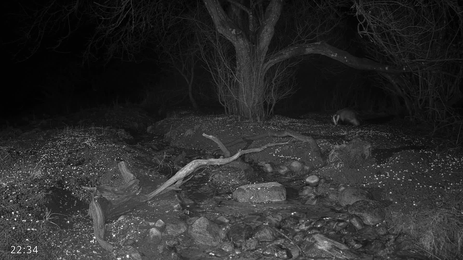 Dronninglund, Wildlife In The Forest Live Cam - Dronninglund, Bronderslev, Nordjylland(North Denmark), Denmark