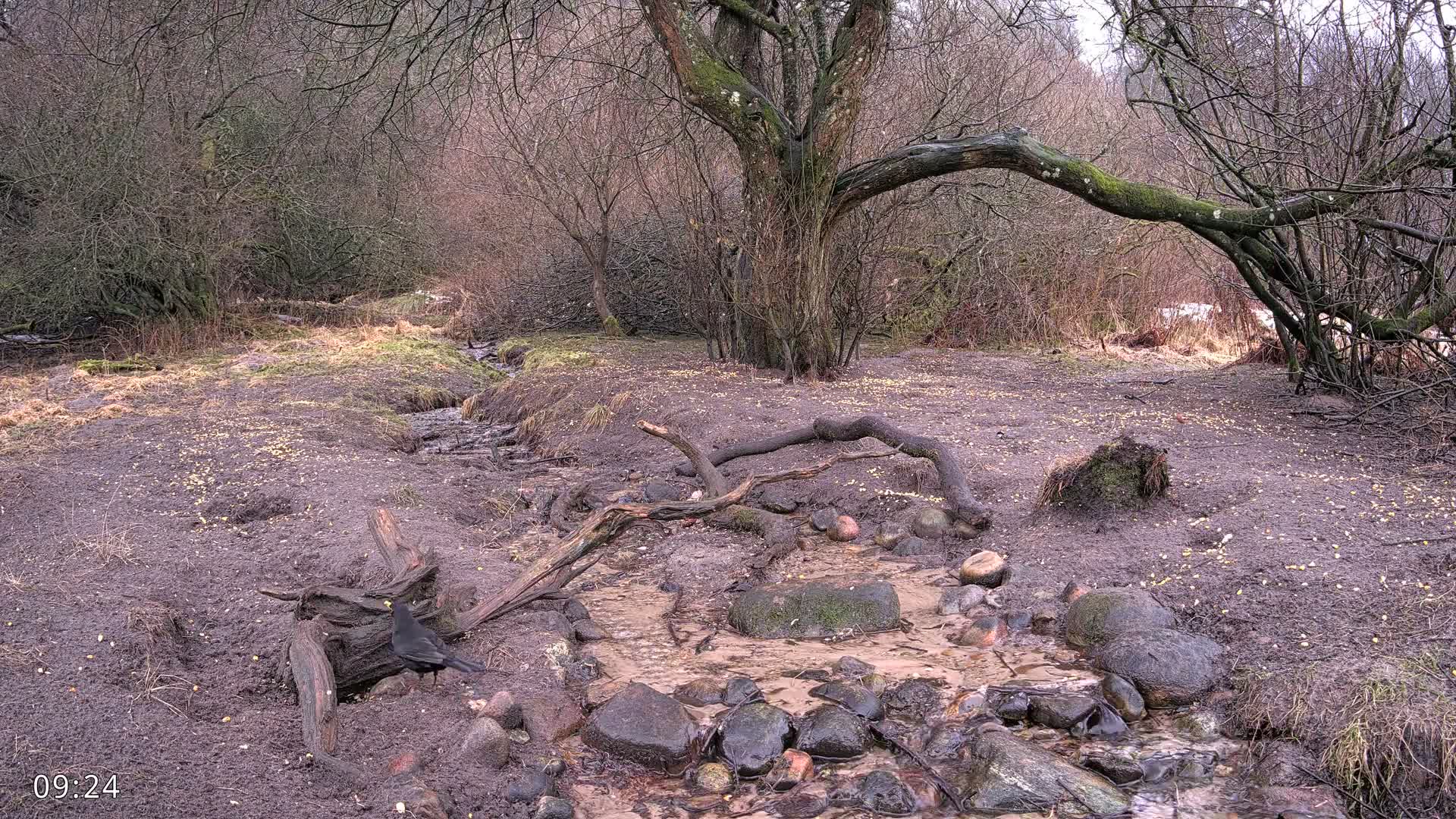 Dronninglund, Wildlife In The Forest Live Cam - Dronninglund, Bronderslev, Nordjylland(North Denmark), Denmark