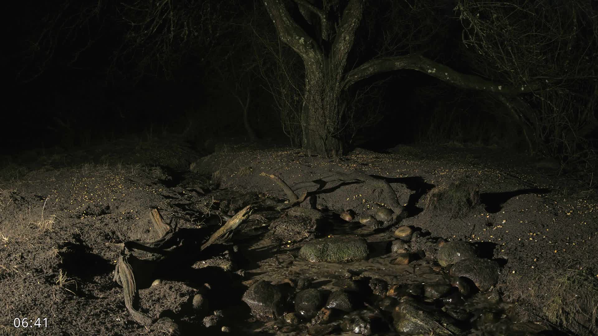 Dronninglund, Wildlife In The Forest Live Cam - Dronninglund, Bronderslev, Nordjylland(North Denmark), Denmark