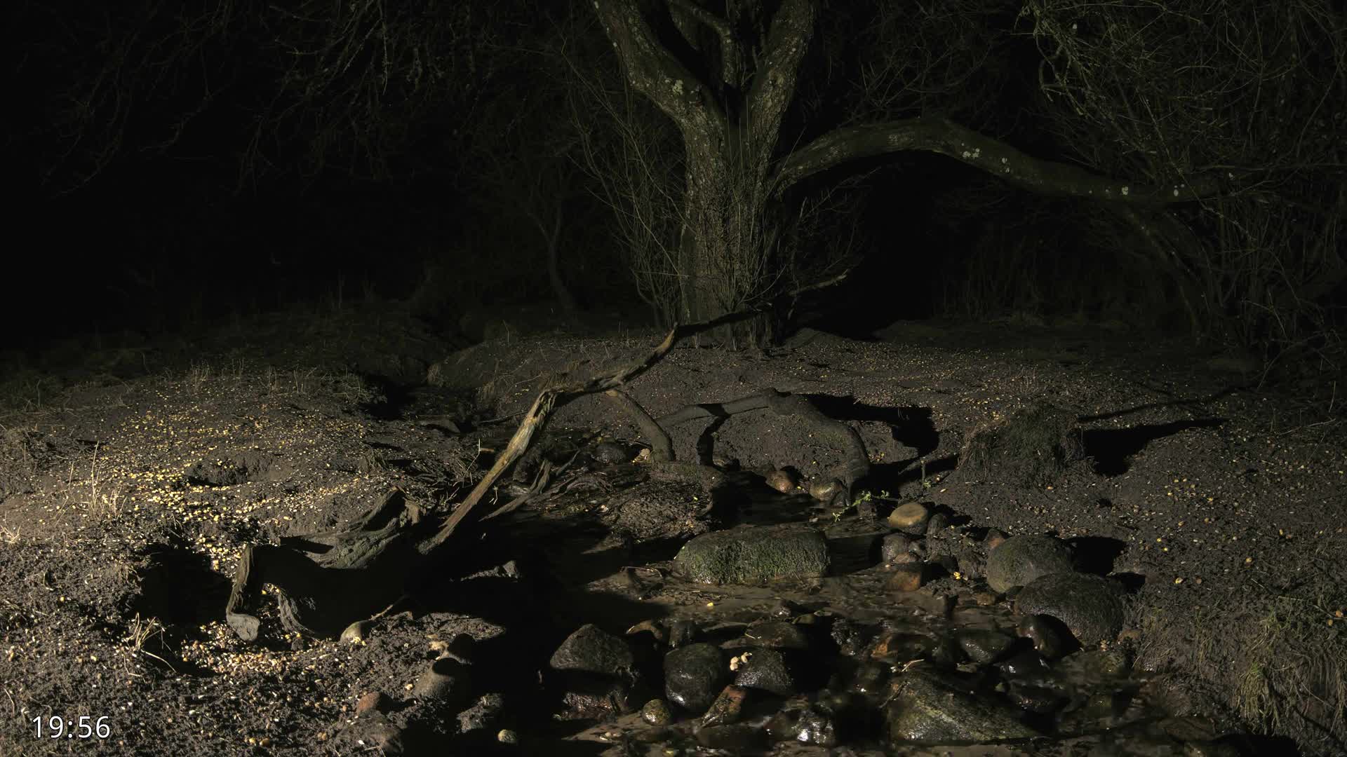 Dronninglund, Wildlife In The Forest Live Cam - Dronninglund, Bronderslev, Nordjylland(North Denmark), Denmark