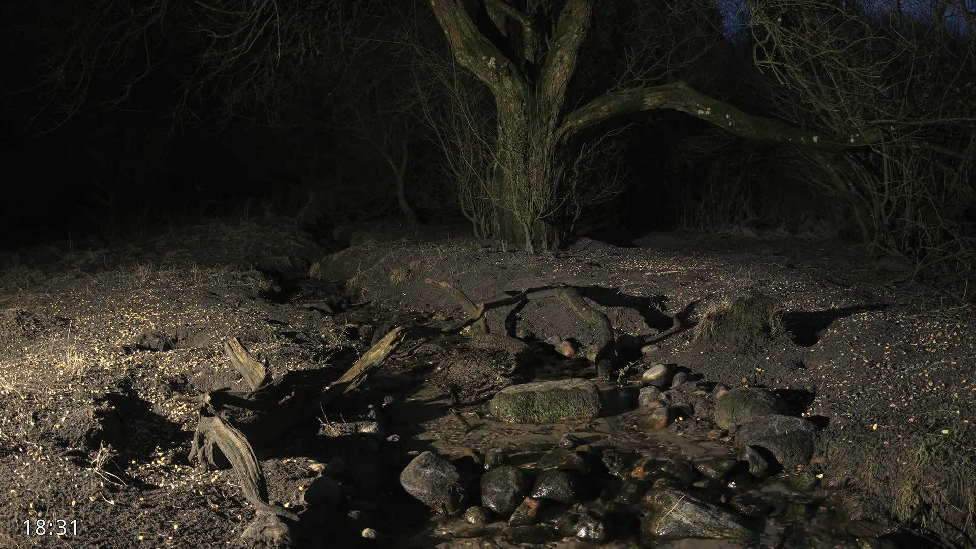 Dronninglund, Wildlife In The Forest Live Cam - Dronninglund, Bronderslev, Nordjylland(North Denmark), Denmark