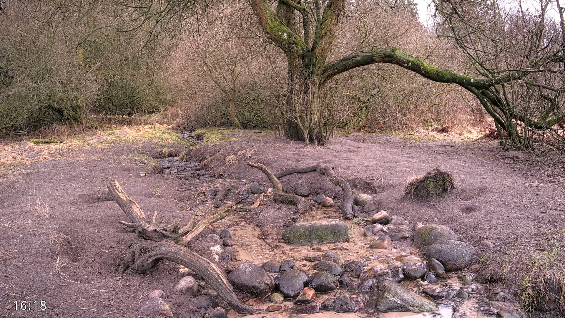 Dronninglund, Wildlife In The Forest Live Cam - Dronninglund, Bronderslev, Nordjylland(North Denmark), Denmark