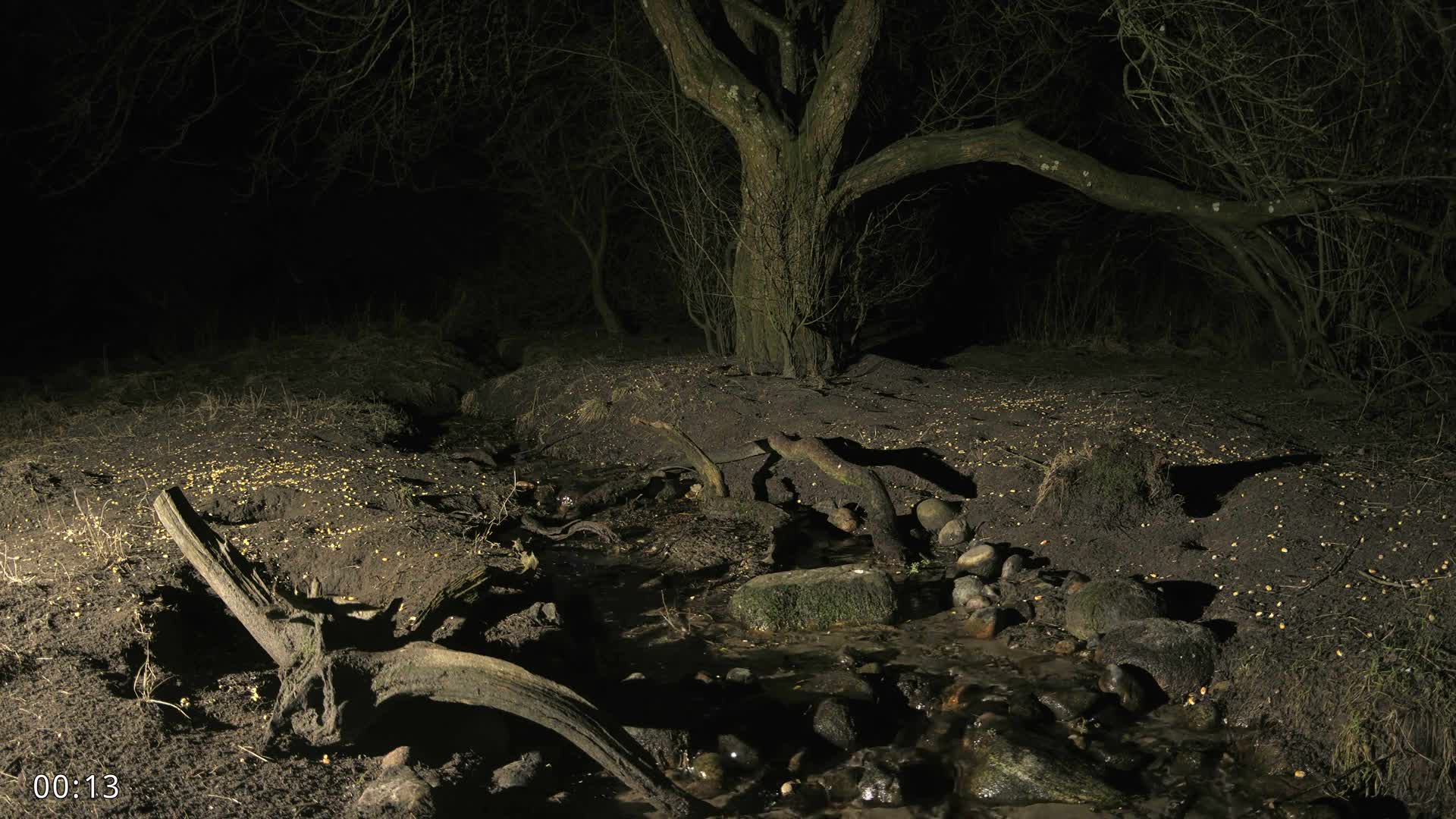 Dronninglund, Wildlife In The Forest Live Cam - Dronninglund, Bronderslev, Nordjylland(North Denmark), Denmark